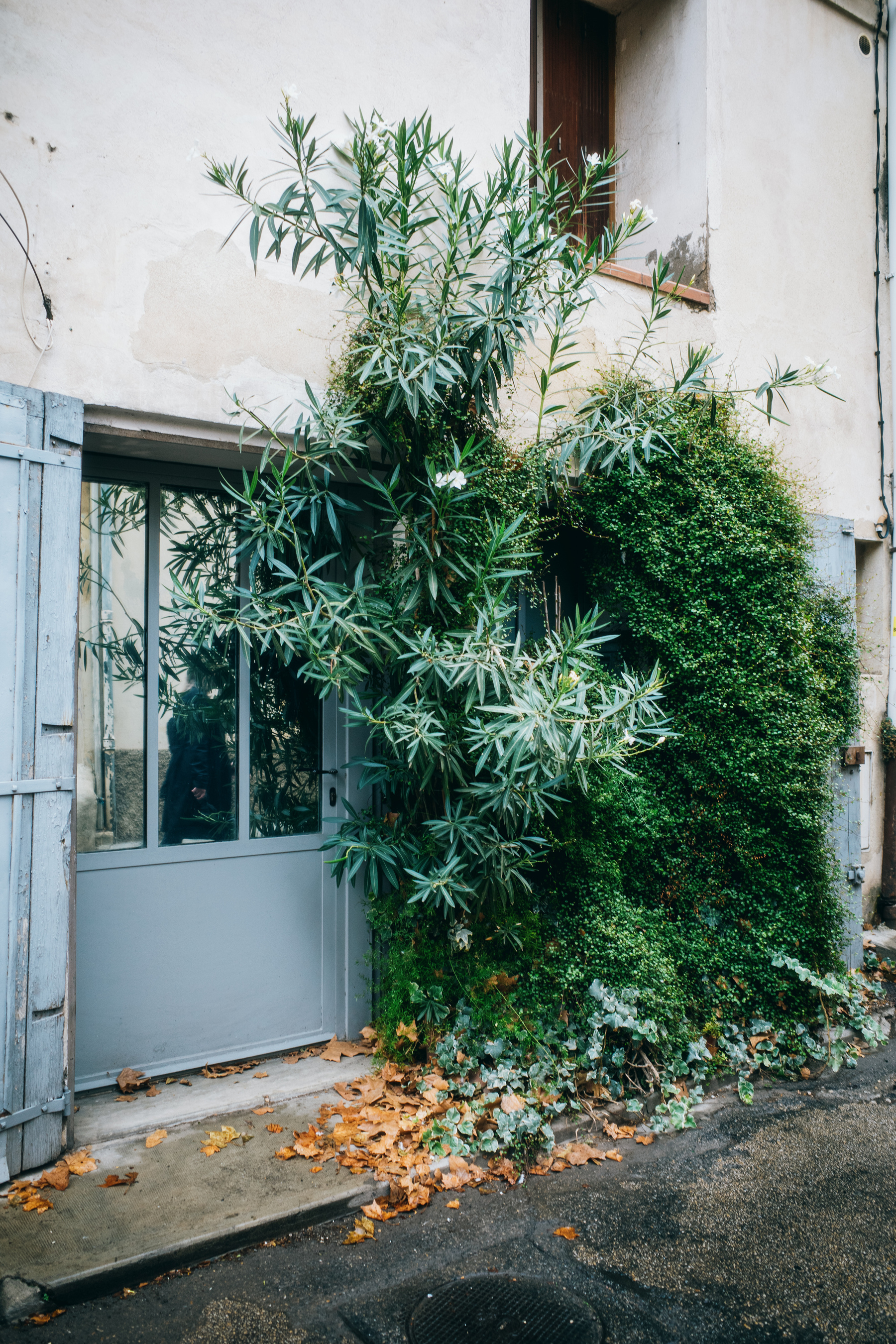 The image shows a small entrance to a building partially covered by overgrown plants, with a light blue door and window, surrounded by green foliage and fallen autumn leaves on the ground.