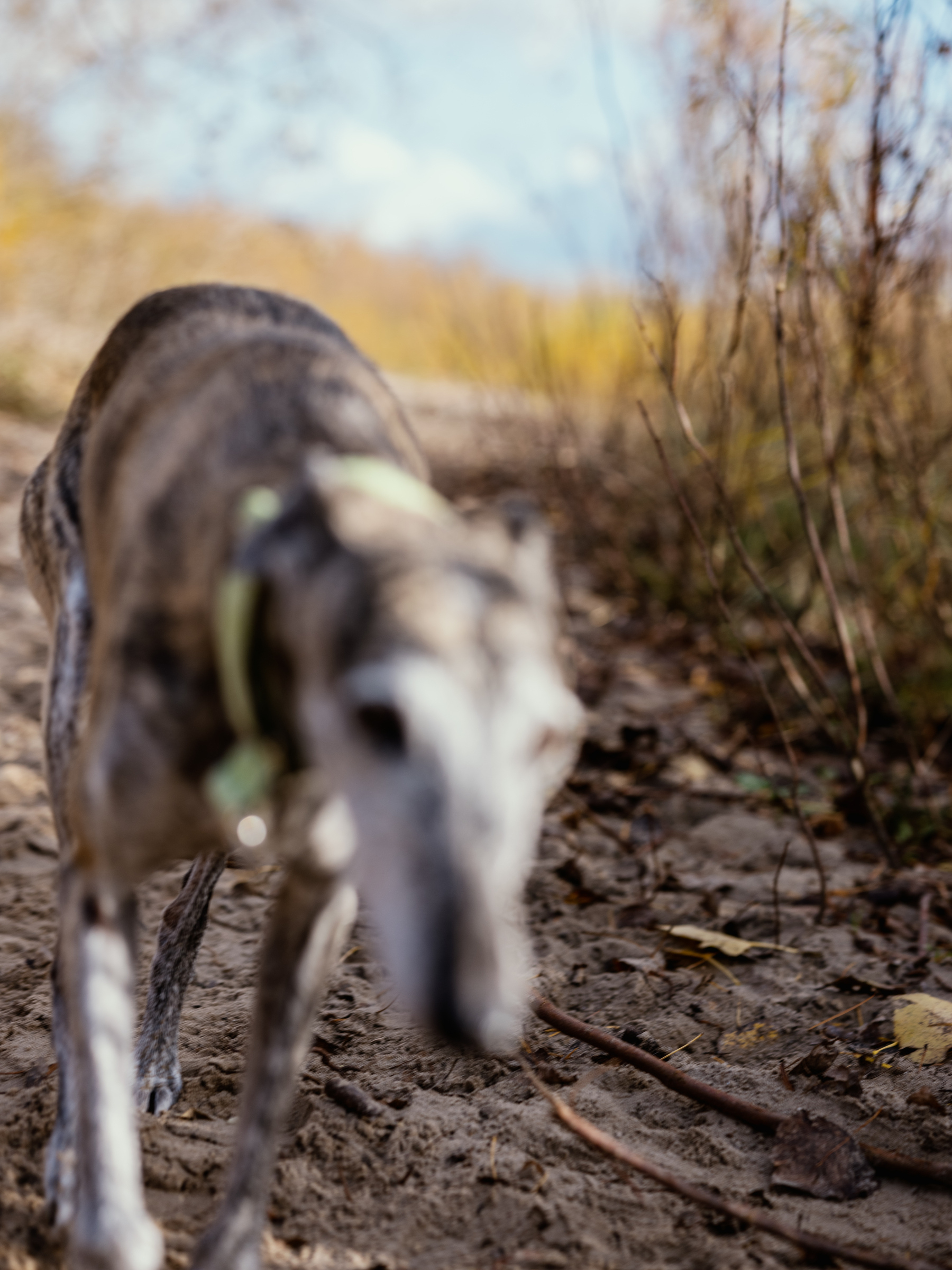 A blurred photo of a dog walking along a sandy path surrounded by autumnal foliage.