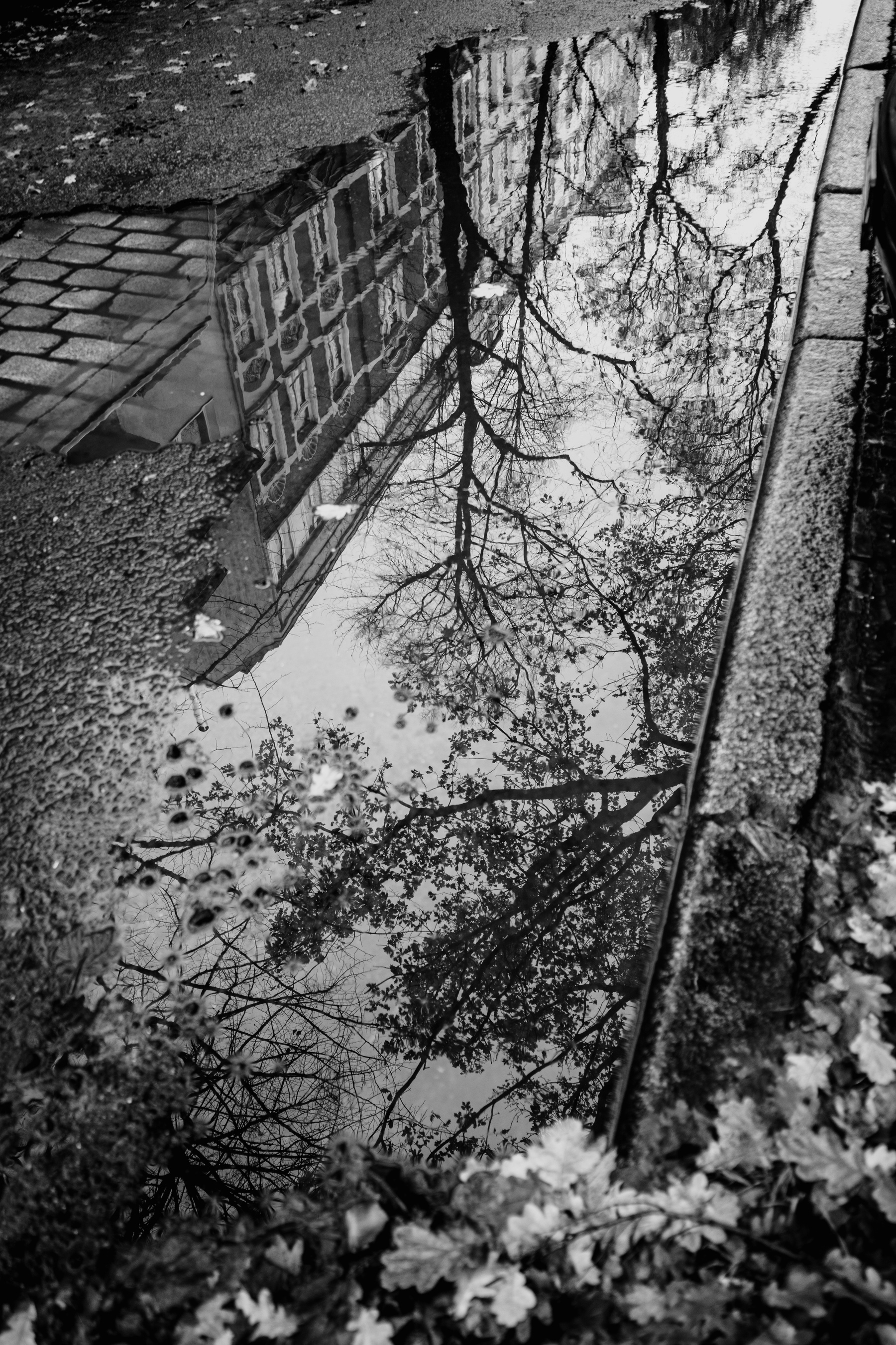 The black-and-white image captures a reflection of bare tree branches and a building in a puddle on a cobblestone street, framed by fallen leaves.