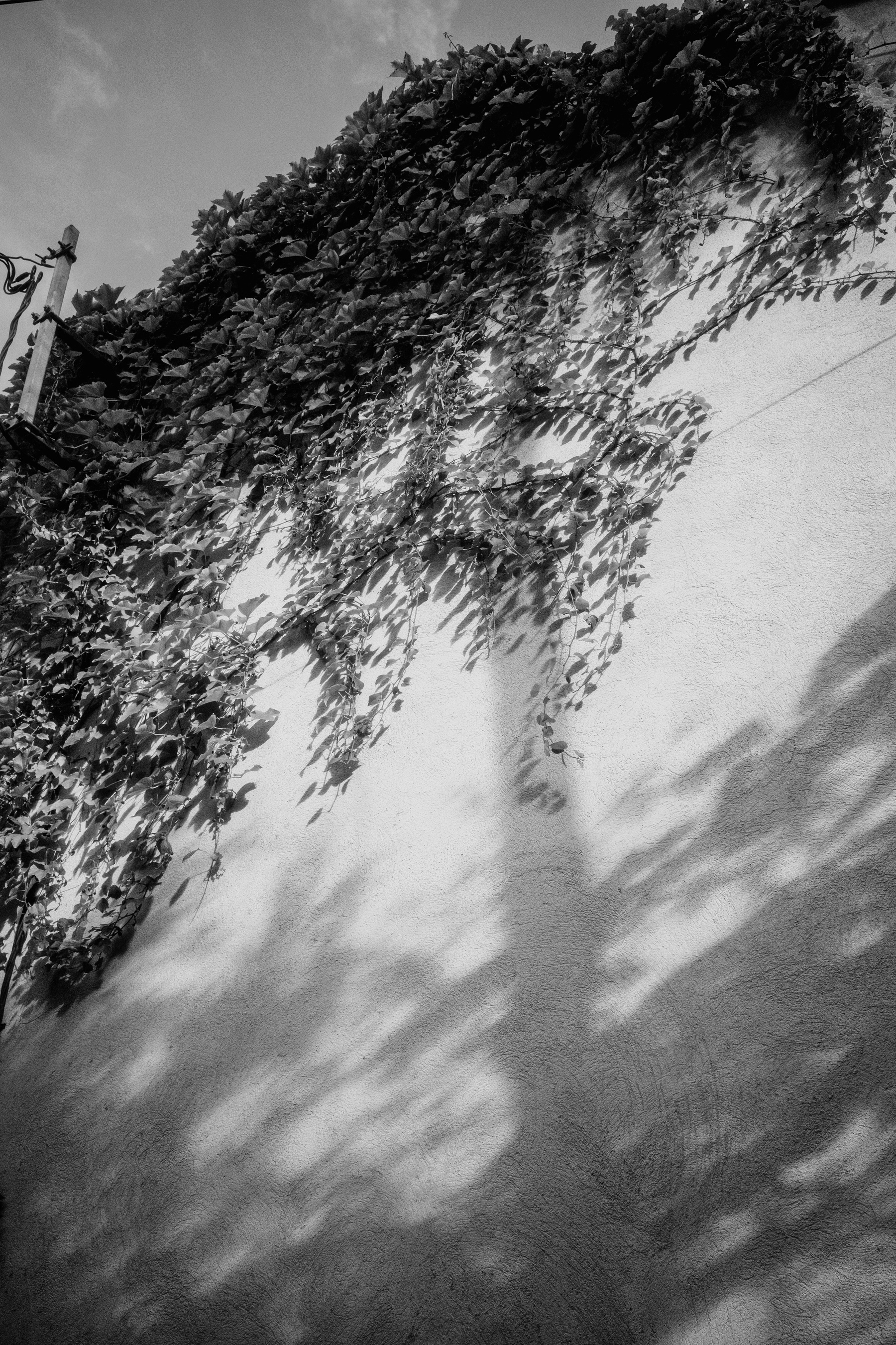 The image shows a textured wall partially covered with climbing vines, casting intricate shadows in natural sunlight.