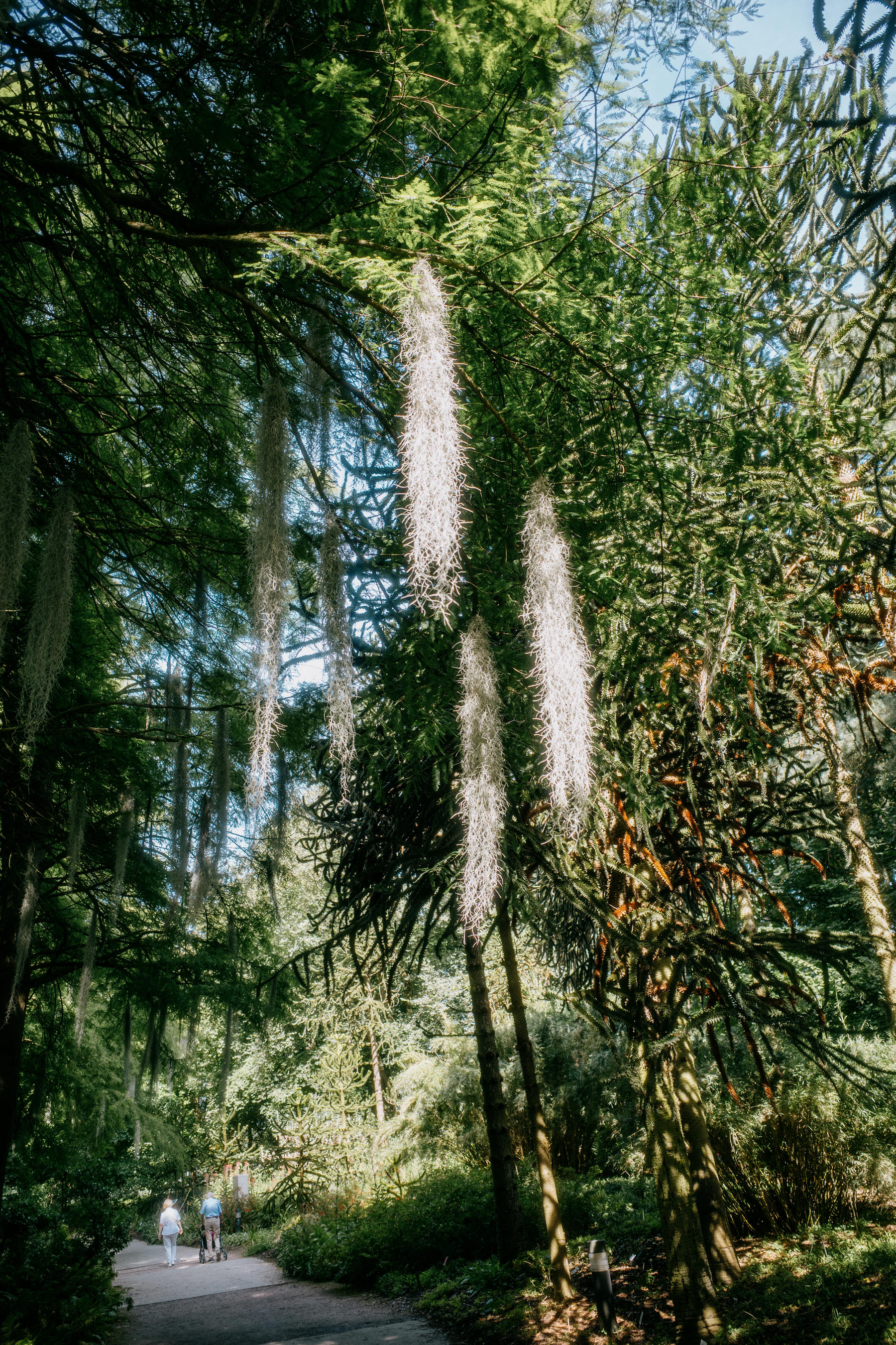 The image shows a serene forest pathway with two people walking in the distance, surrounded by tall trees draped with hanging moss and sunlight filtering through the branches.