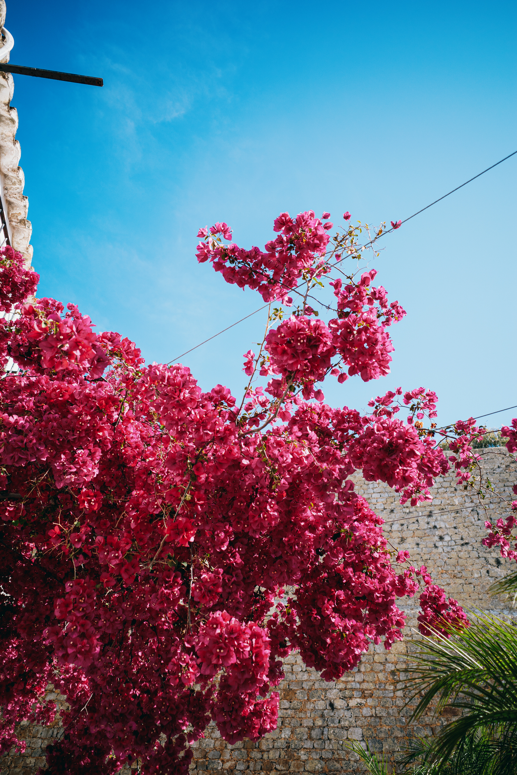 A vibrant bougainvillea plant with clusters of bright pink flowers is set against a backdrop of a clear blue sky and a stone wall.