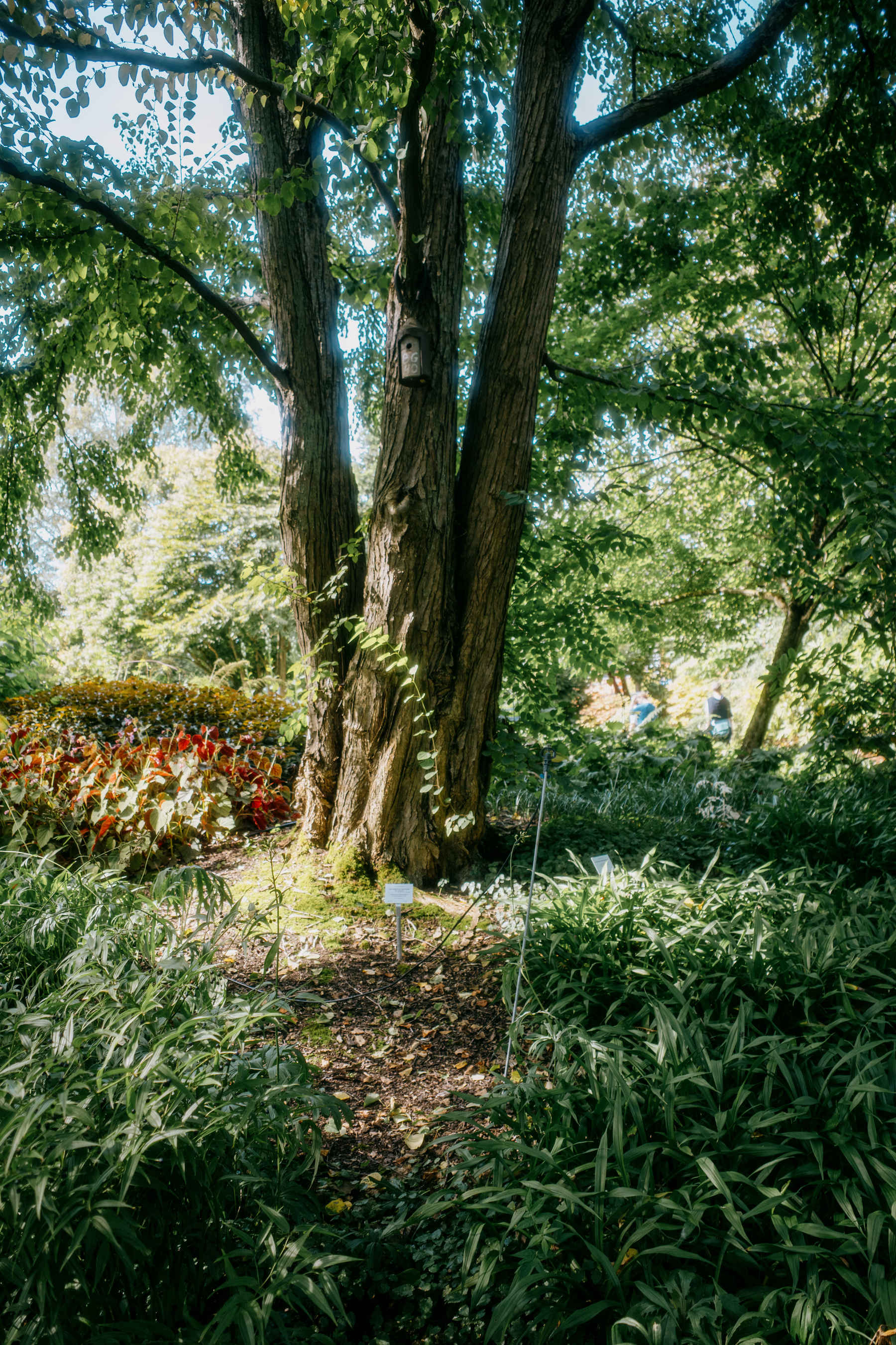 The image shows a large tree surrounded by dense green foliage, with a small birdhouse attached to its trunk and patches of sunlight filtering through the leaves.