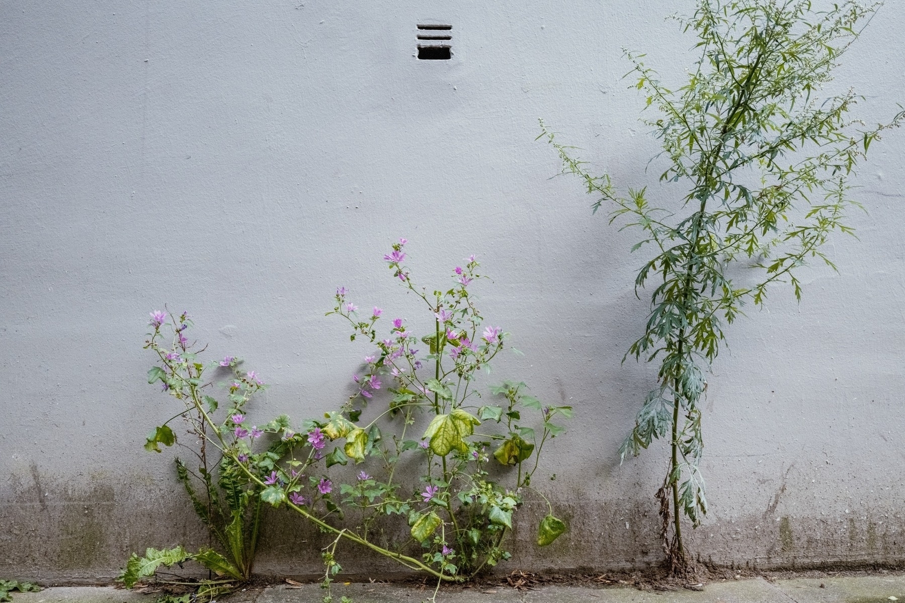 Two plants, one with small purple flowers and another with slender green leaves, grow against a weathered white wall with a small vent above them.