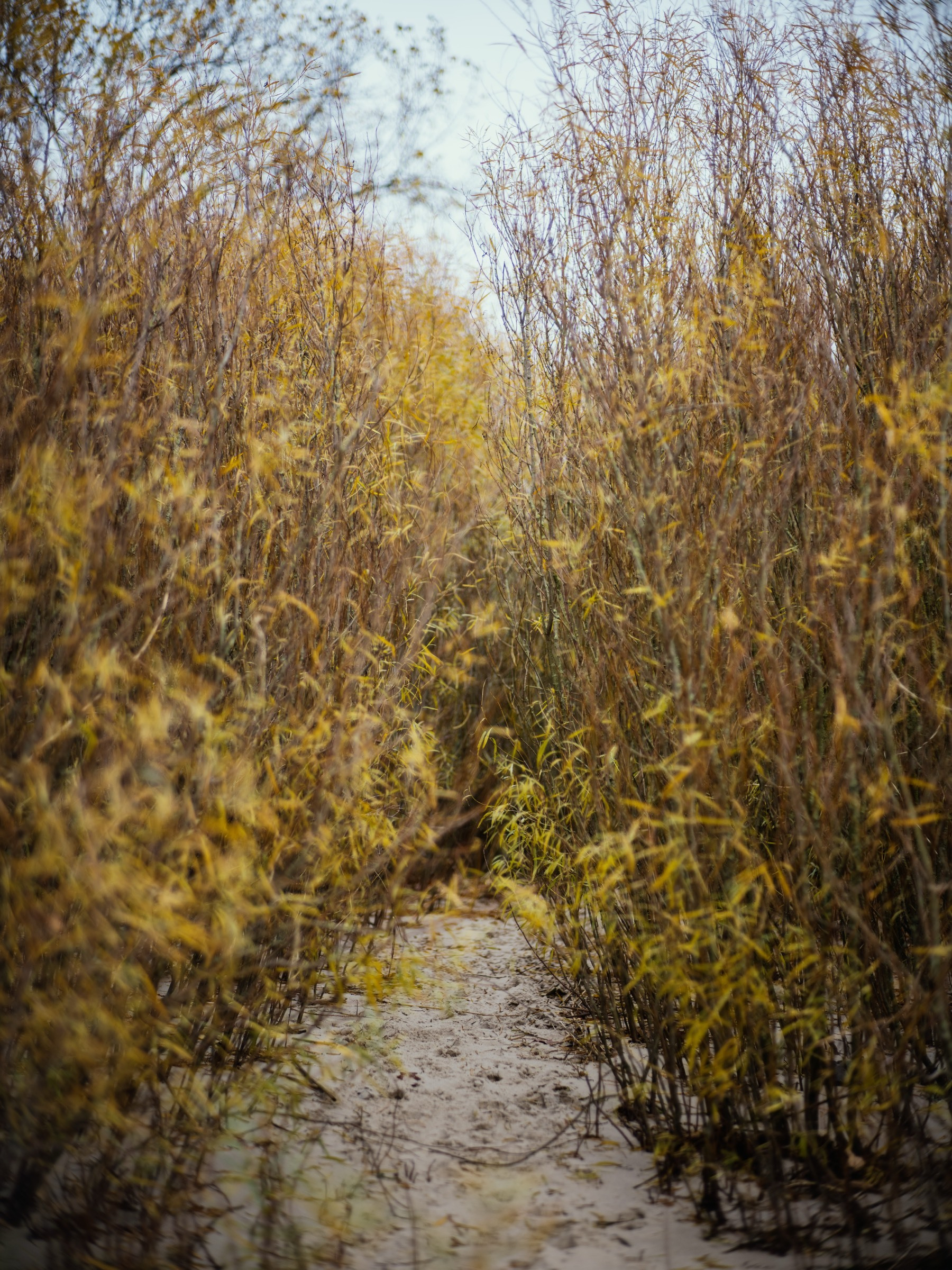 A narrow sandy path winds through tall, dry, golden-brown reeds under a pale sky.