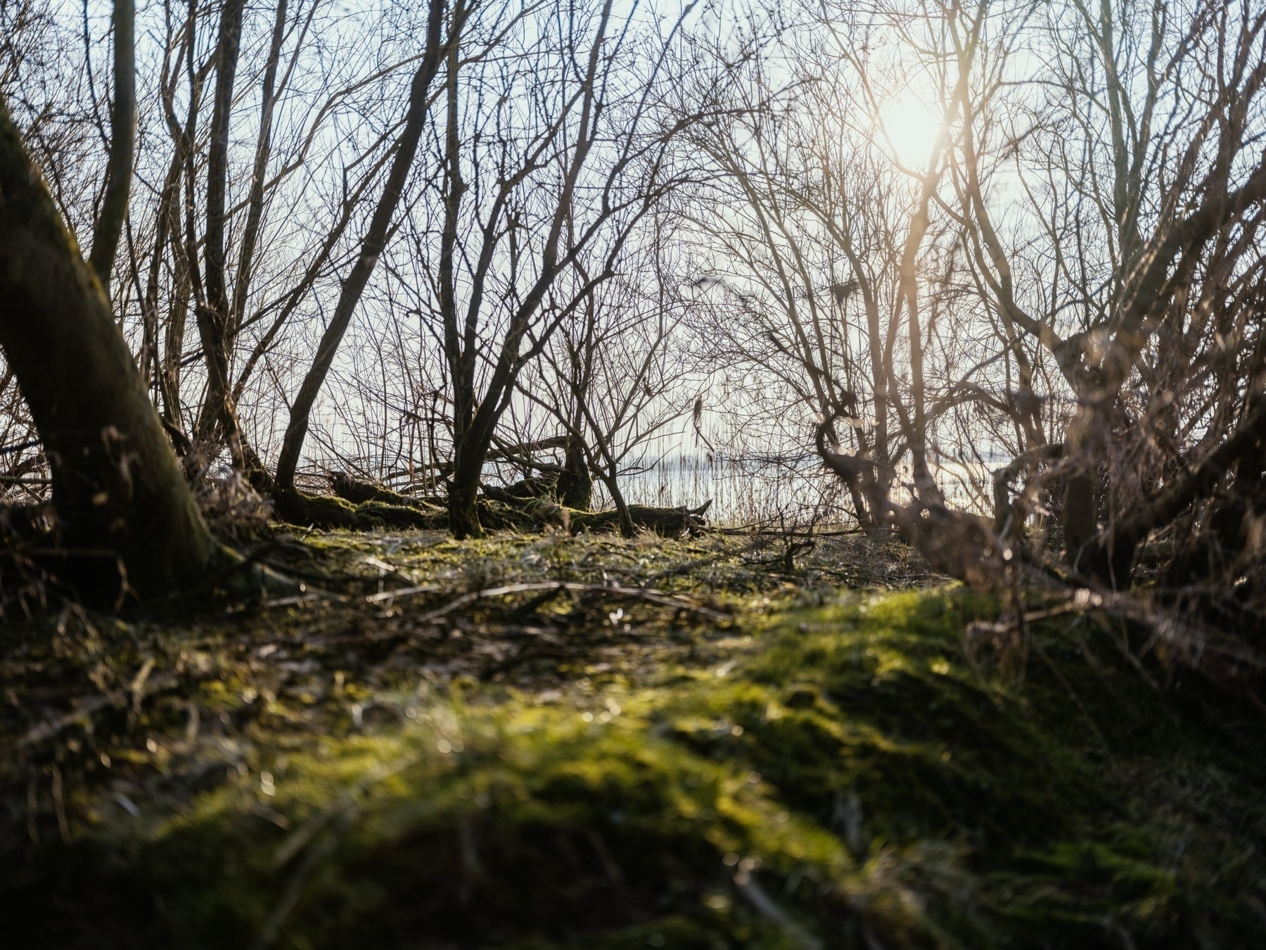 The image depicts a moss-covered forest floor surrounded by leafless trees with sunlight filtering through, revealing a glimpse of water in the background.