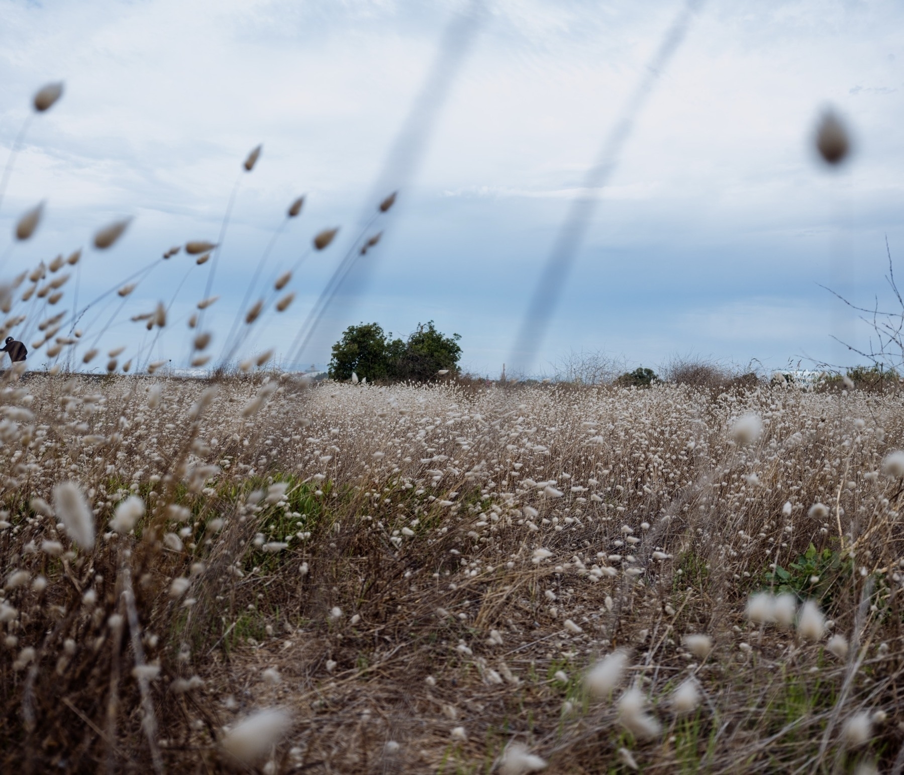 A dry field of tall, fluffy grass sways under a cloudy blue sky with a few distant trees on the horizon.