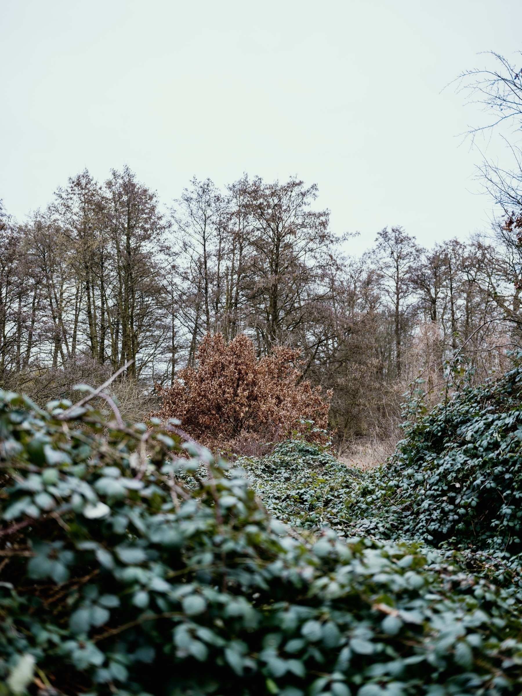 The image shows a natural landscape with dense green foliage in the foreground and a mix of bare and brown-leaved trees in the background, under an overcast sky, creating a contrast between the lush greenery and the dormant trees.