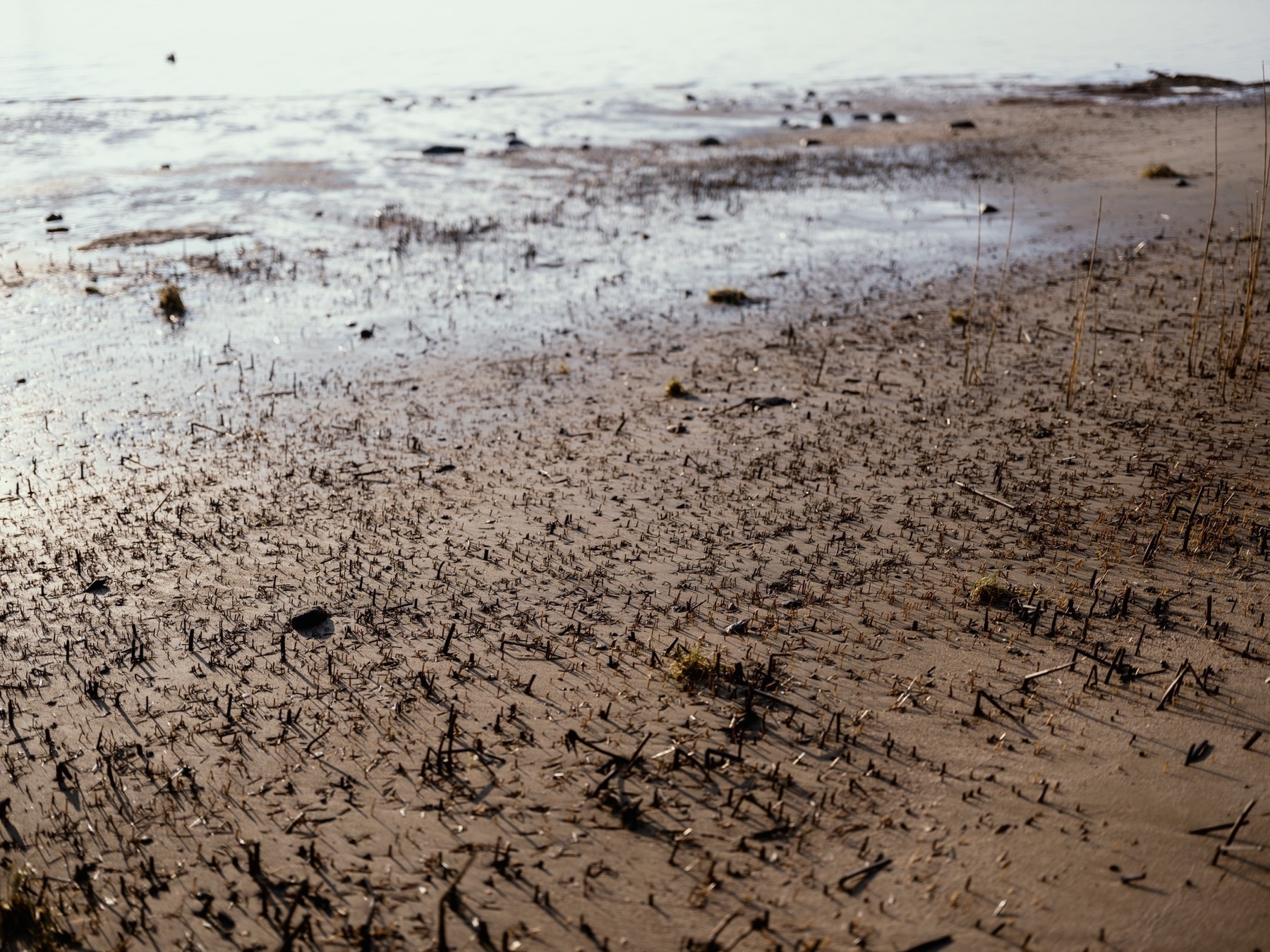 This photograph captures a muddy shoreline with small, scattered vegetation, debris, and shallow water reflecting sunlight, creating a textured and natural landscape.