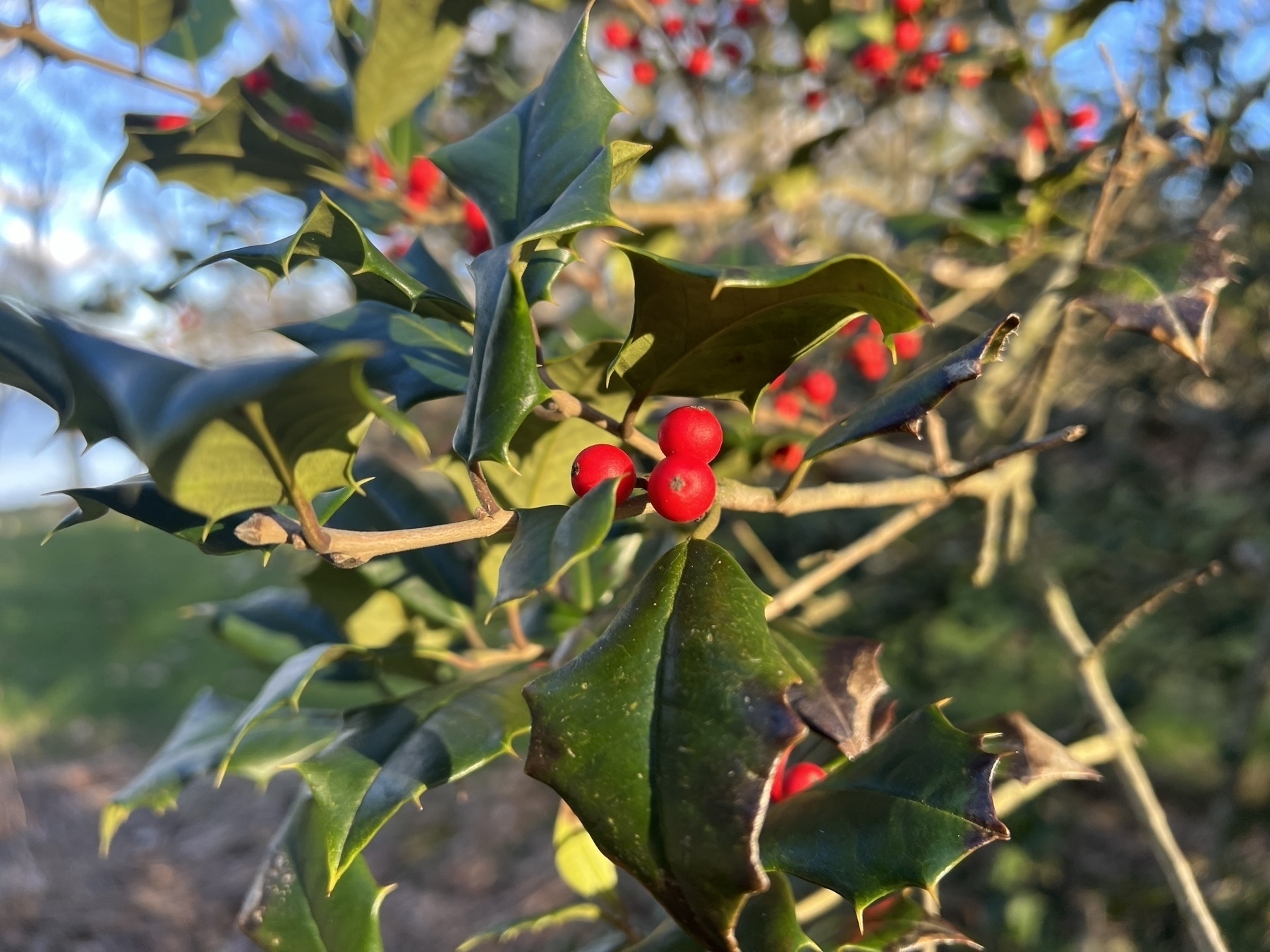 holly berries on a branch in the afternoon sunlight 