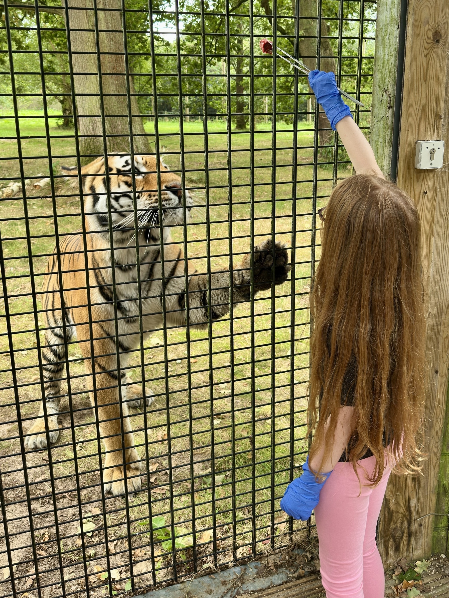 A young person offers food to a tiger through a fence at a wildlife park.