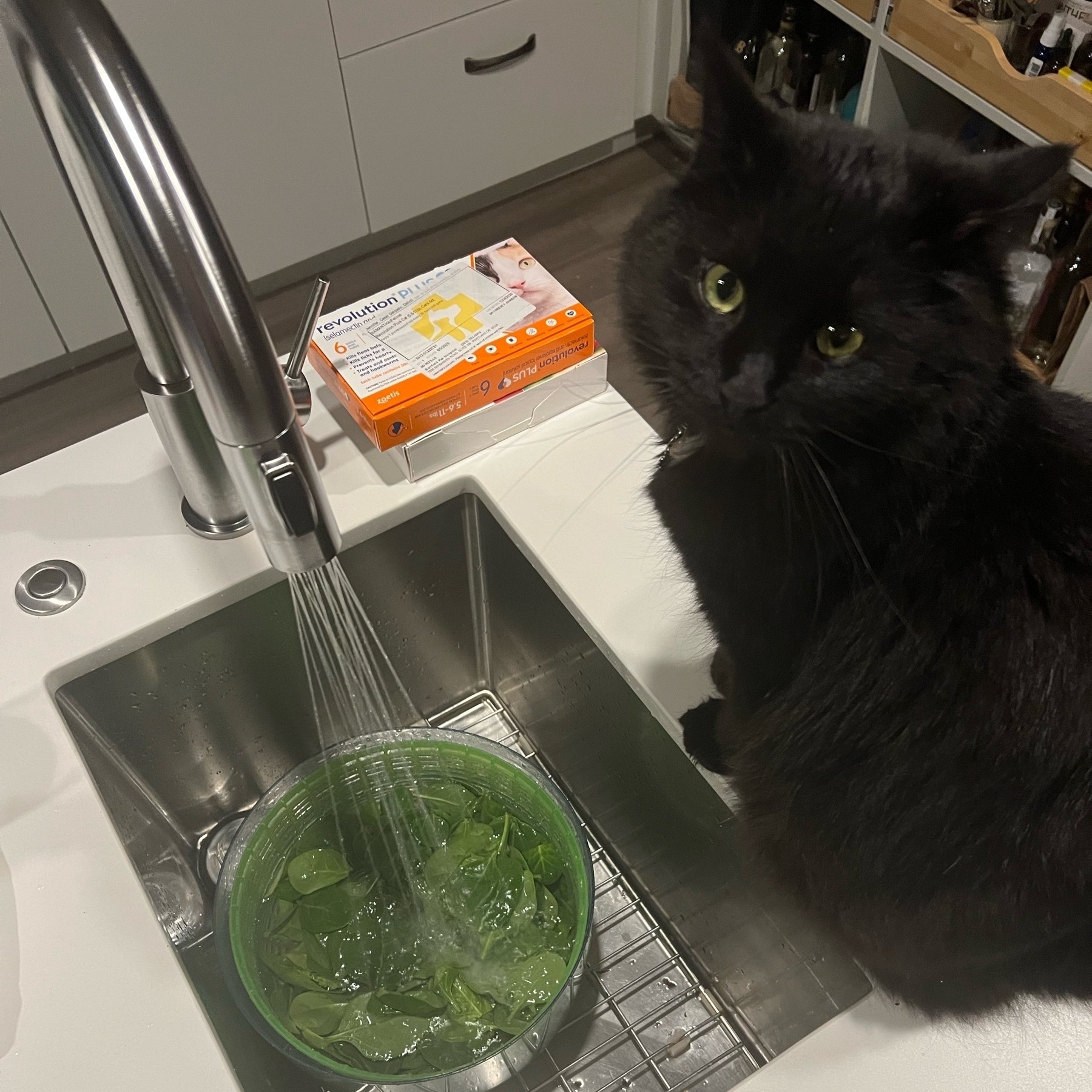 Cat looking judgemental while cleaning spinach