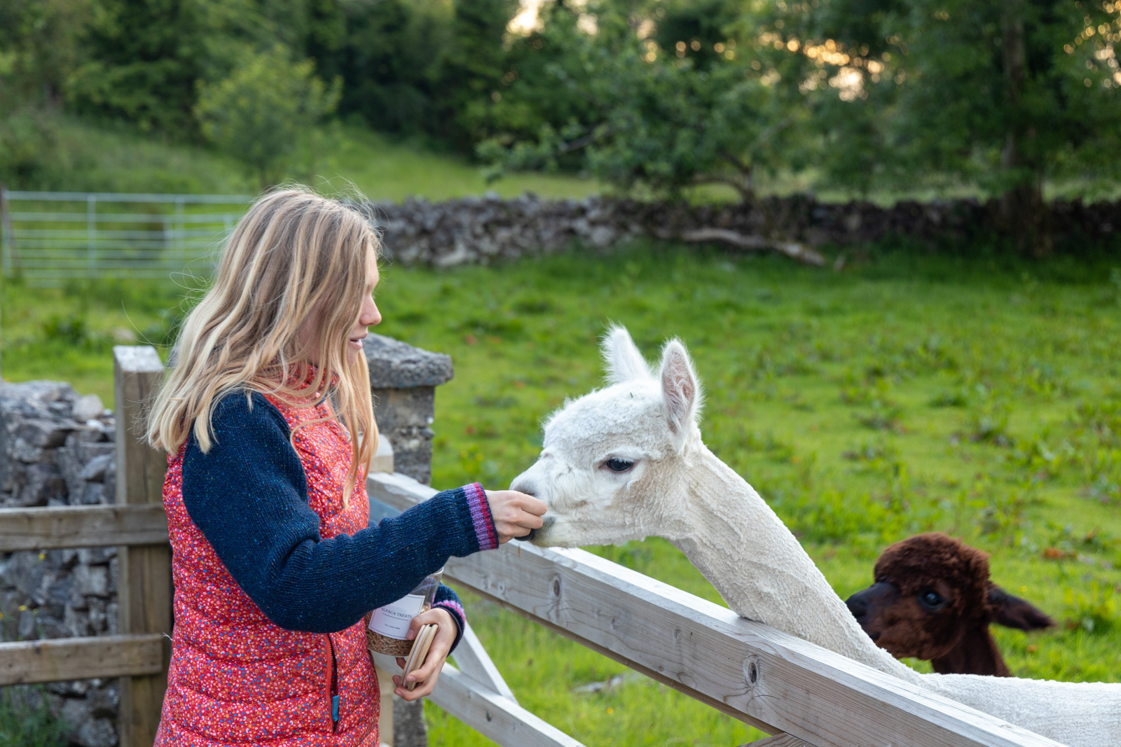 Auto-generated description: A girl is feeding a white alpaca over a wooden fence, with another brown alpaca in the background.