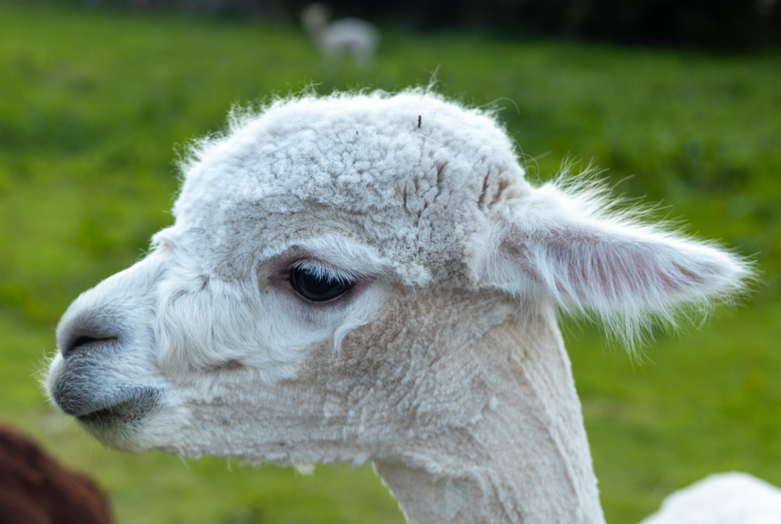 Auto-generated description: A close-up of a white alpaca standing in a grassy field with another alpaca blurred in the background.