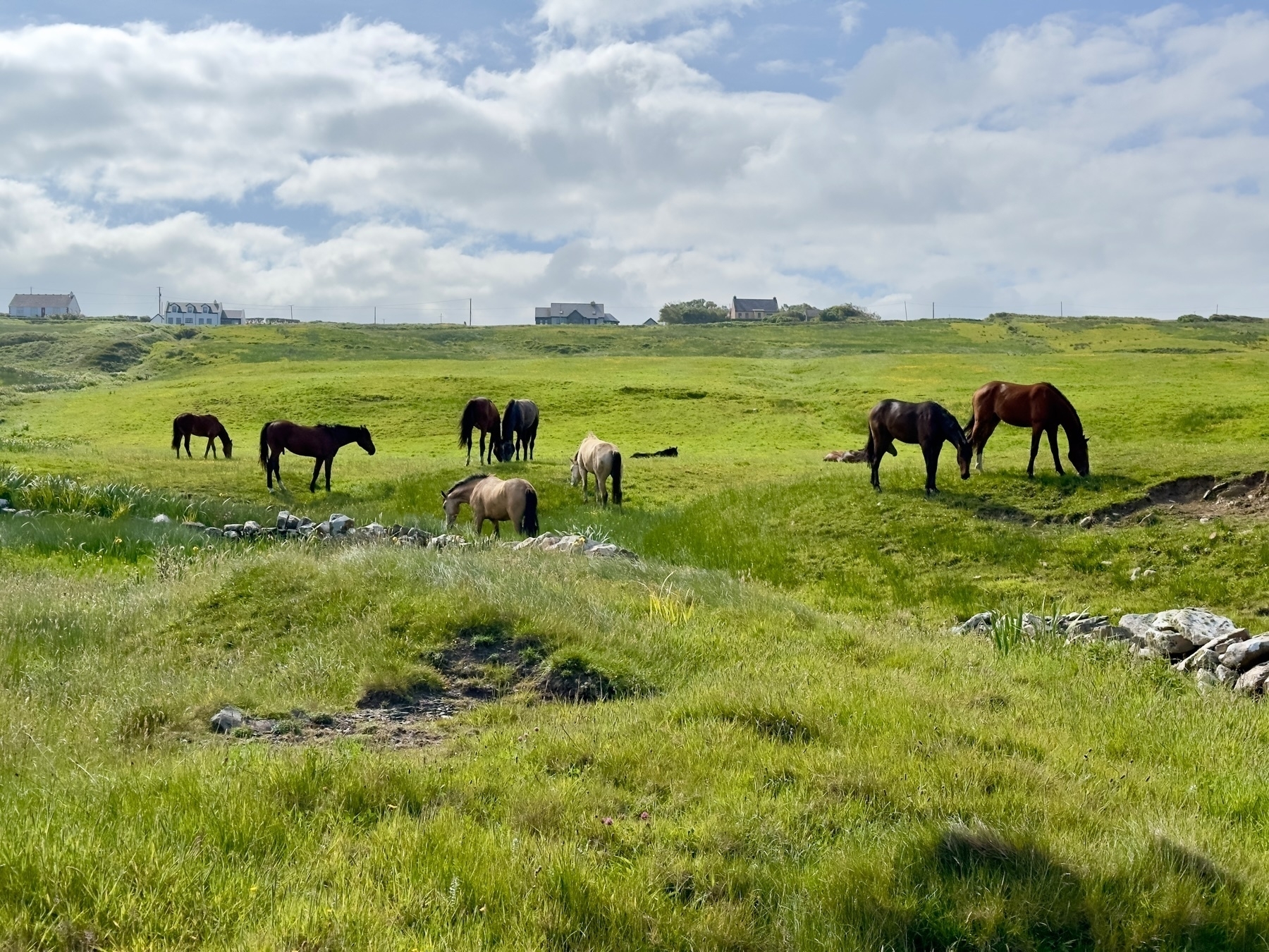Auto-generated description: A group of horses grazes peacefully on a lush, green hillside under a partly cloudy sky, with houses visible in the distance.