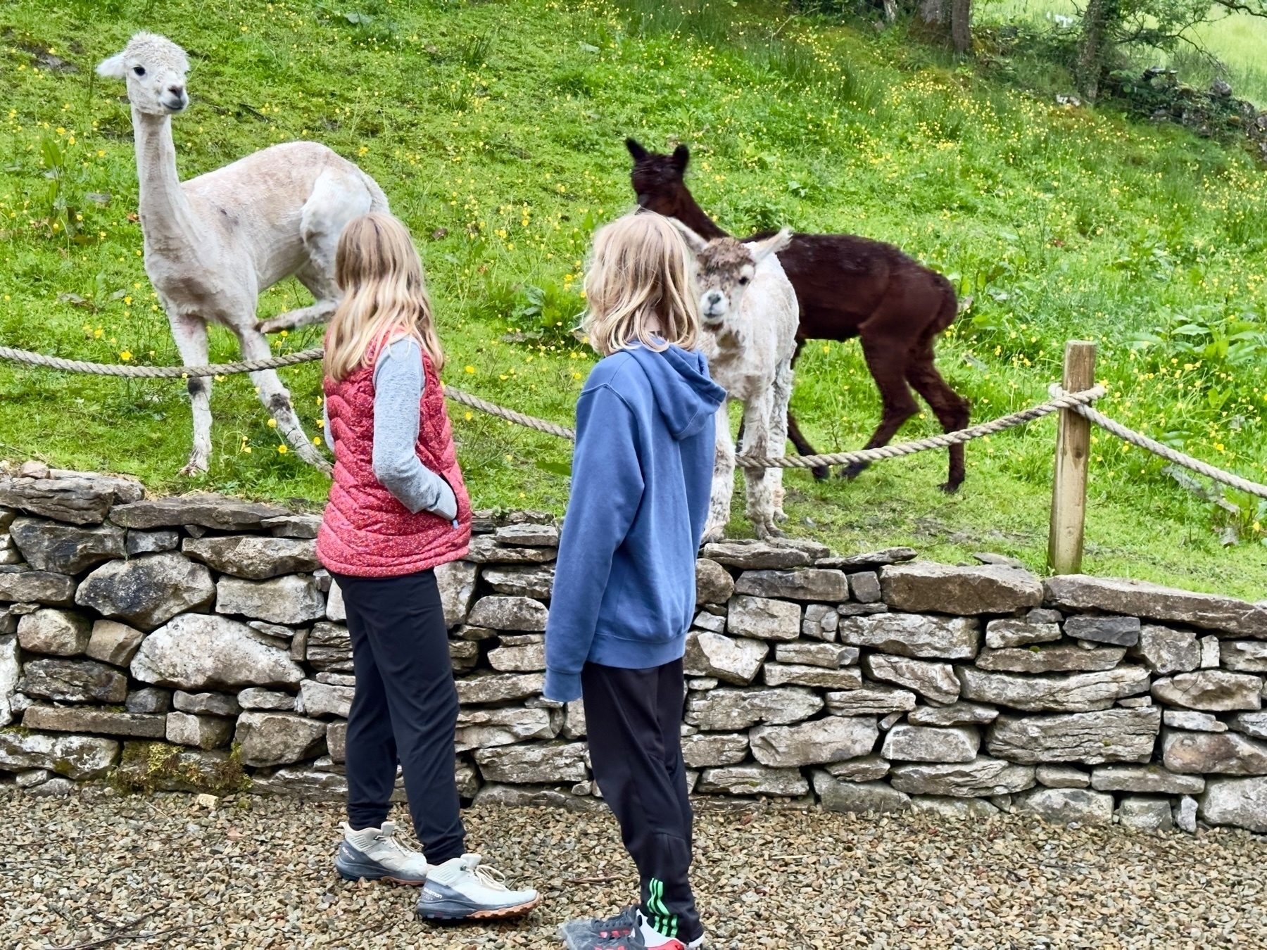 Auto-generated description: Two children are observing three alpacas in a grassy enclosure.