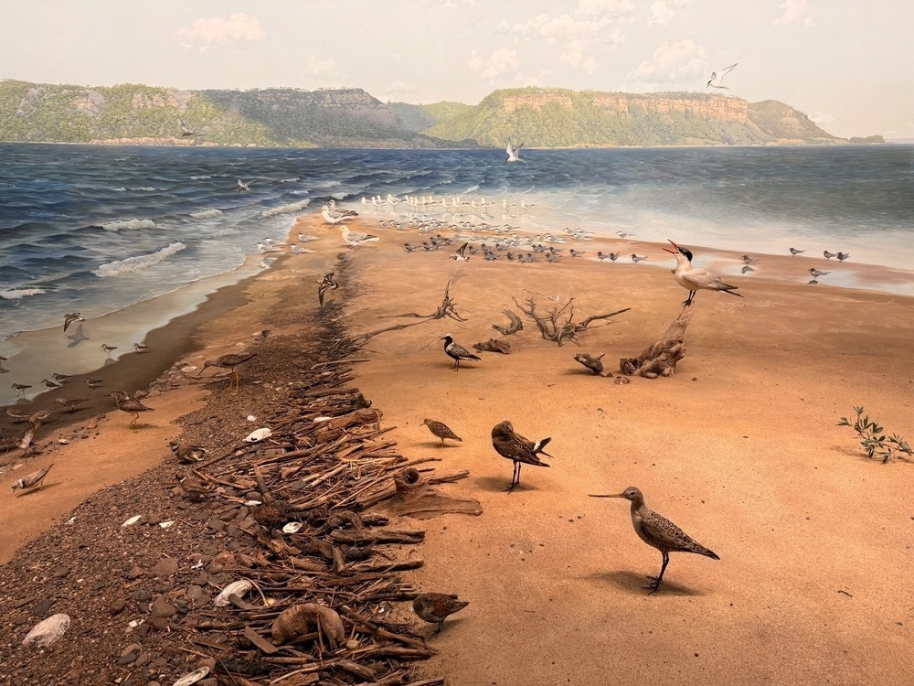 A serene coastal scene features various shorebirds, driftwood, and sand extending towards a distant bluff and sea.