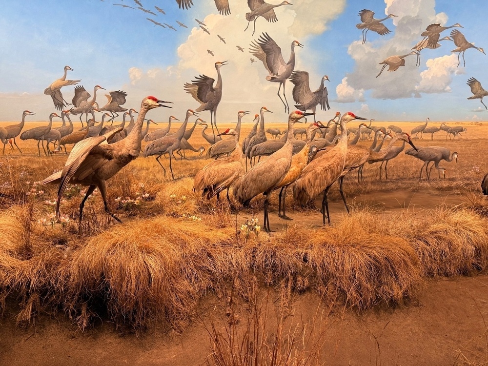 A flock of cranes gathers and flies against a backdrop of a golden grassy landscape and a partly cloudy sky.