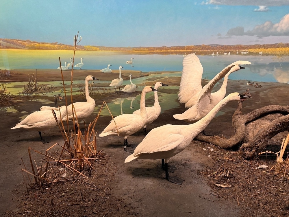 A group of white swans stands on the edge of a tranquil lake with more swans seen in the background.