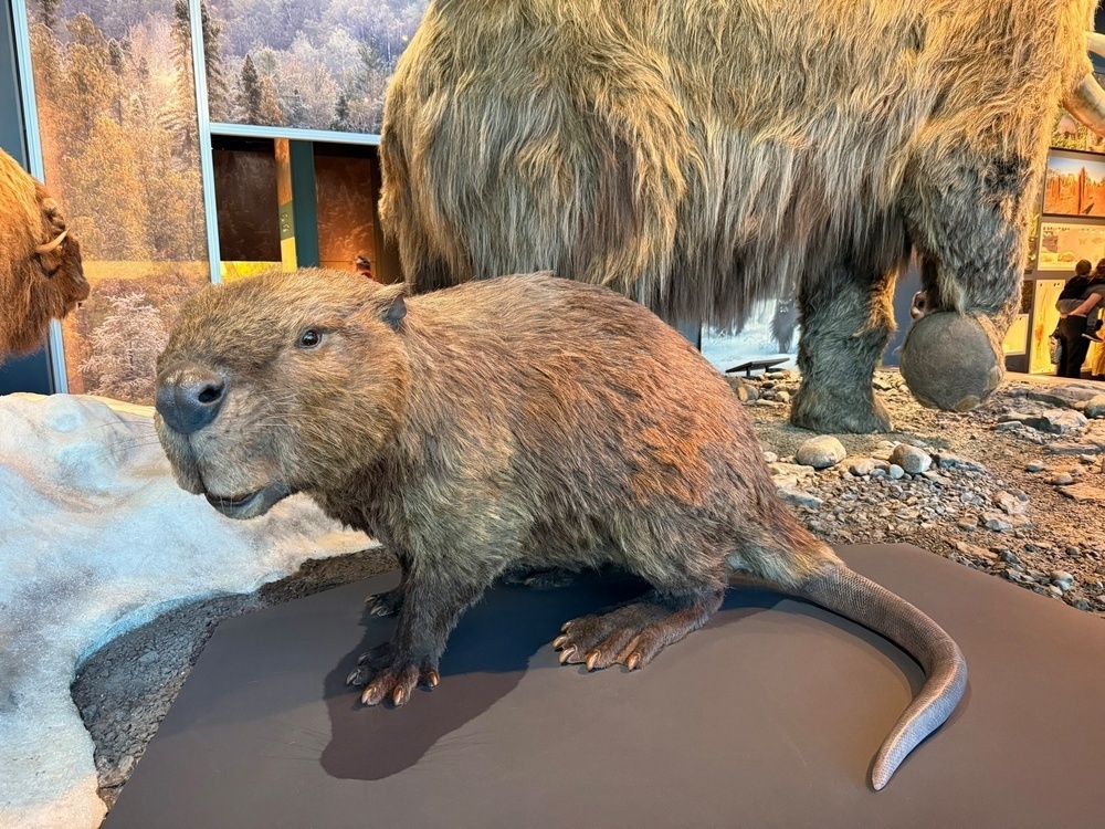 A large rodent model, resembling a beaver, is displayed in front of a woolly mammoth exhibit in a museum setting.