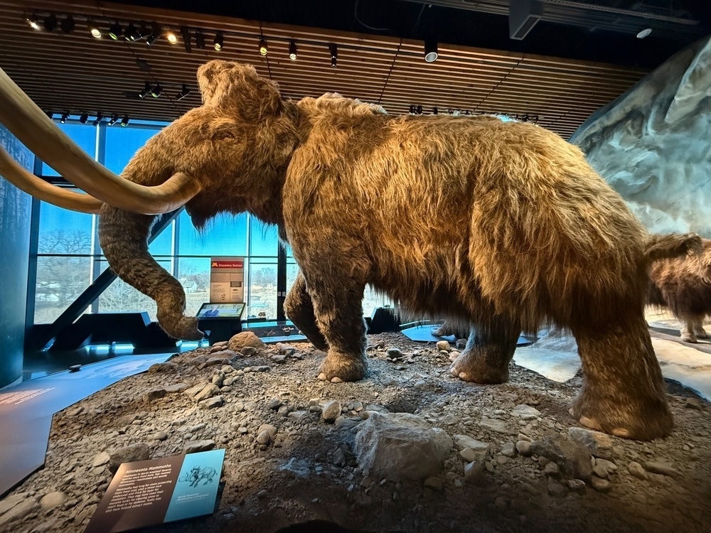 A woolly mammoth model is displayed in a museum exhibit with naturalistic surroundings.