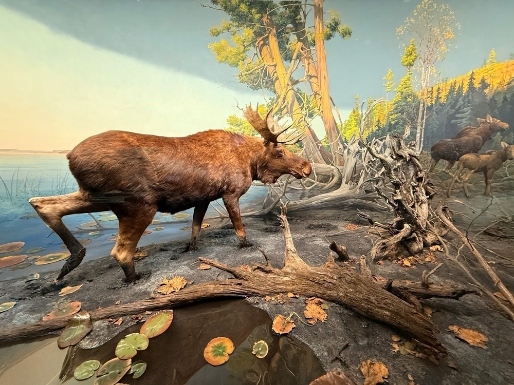 A moose is depicted in a naturalistic diorama with a water setting and other moose in the background.