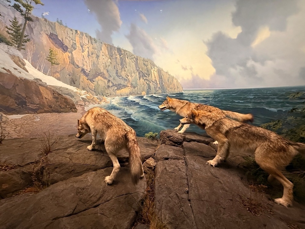 A group of wolves is depicted on a rocky landscape with a cliff and ocean in the background.