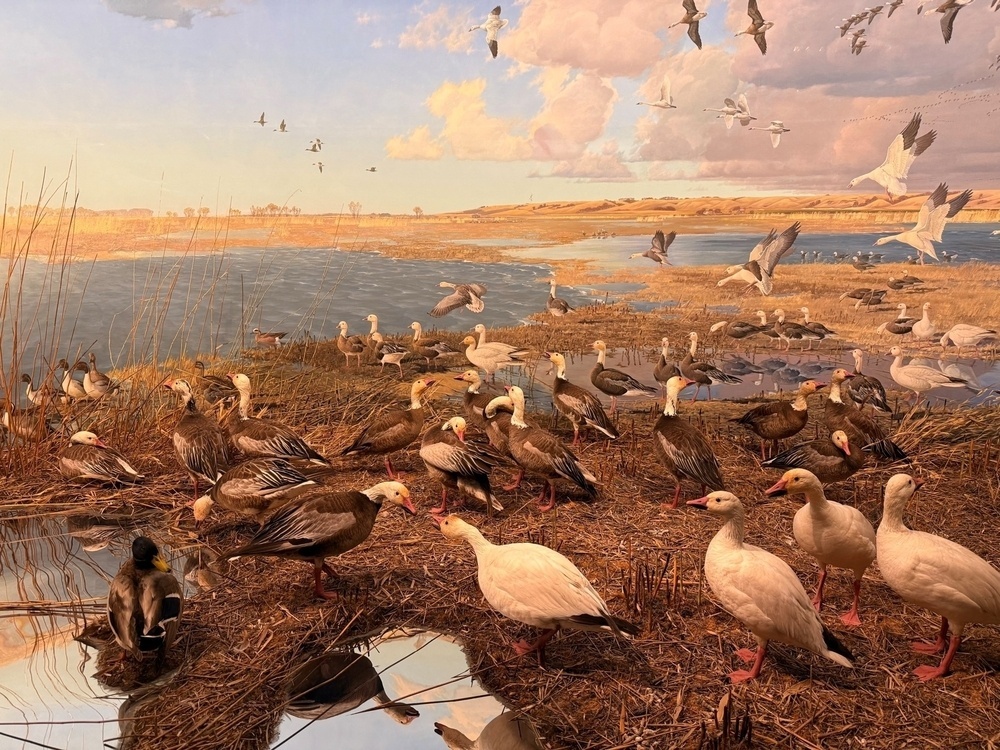 A flock of various waterfowl, including ducks and geese, gather around a wetland landscape under a partly cloudy sky.