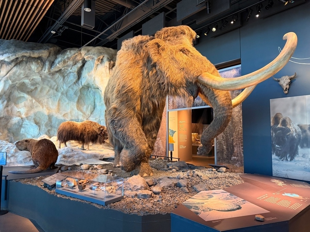 A museum exhibit displays life-sized models of a woolly mammoth and other prehistoric creatures in a naturalistic setting.