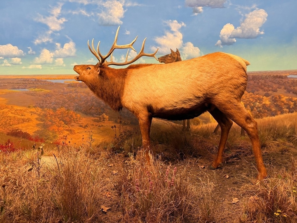 A majestic elk stands in a scenic countryside setting with a bright blue sky and fluffy clouds.