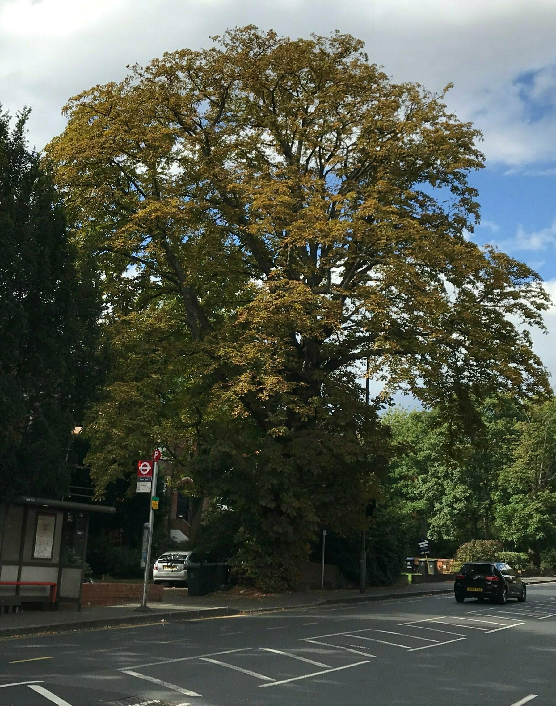 An tree turning from green to gold in South London