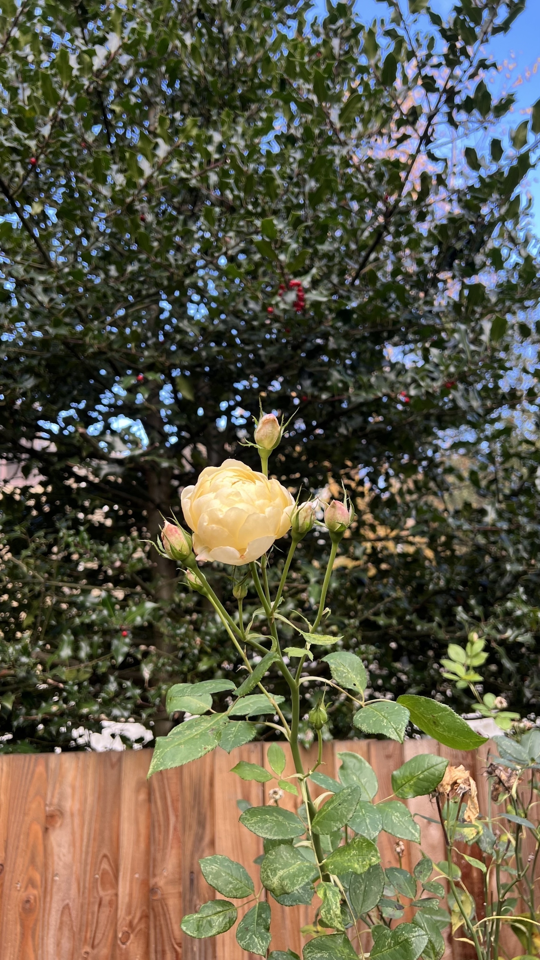 A tall rose plant with a yellow-white bloom and three buds, as well as at least one deadhead. Behind it is a wooden fence and a holly bush with berries.