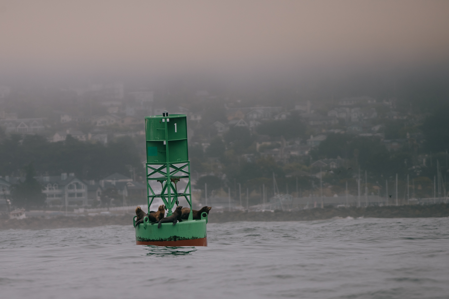 a color photo of sea lions lying on a buoy
