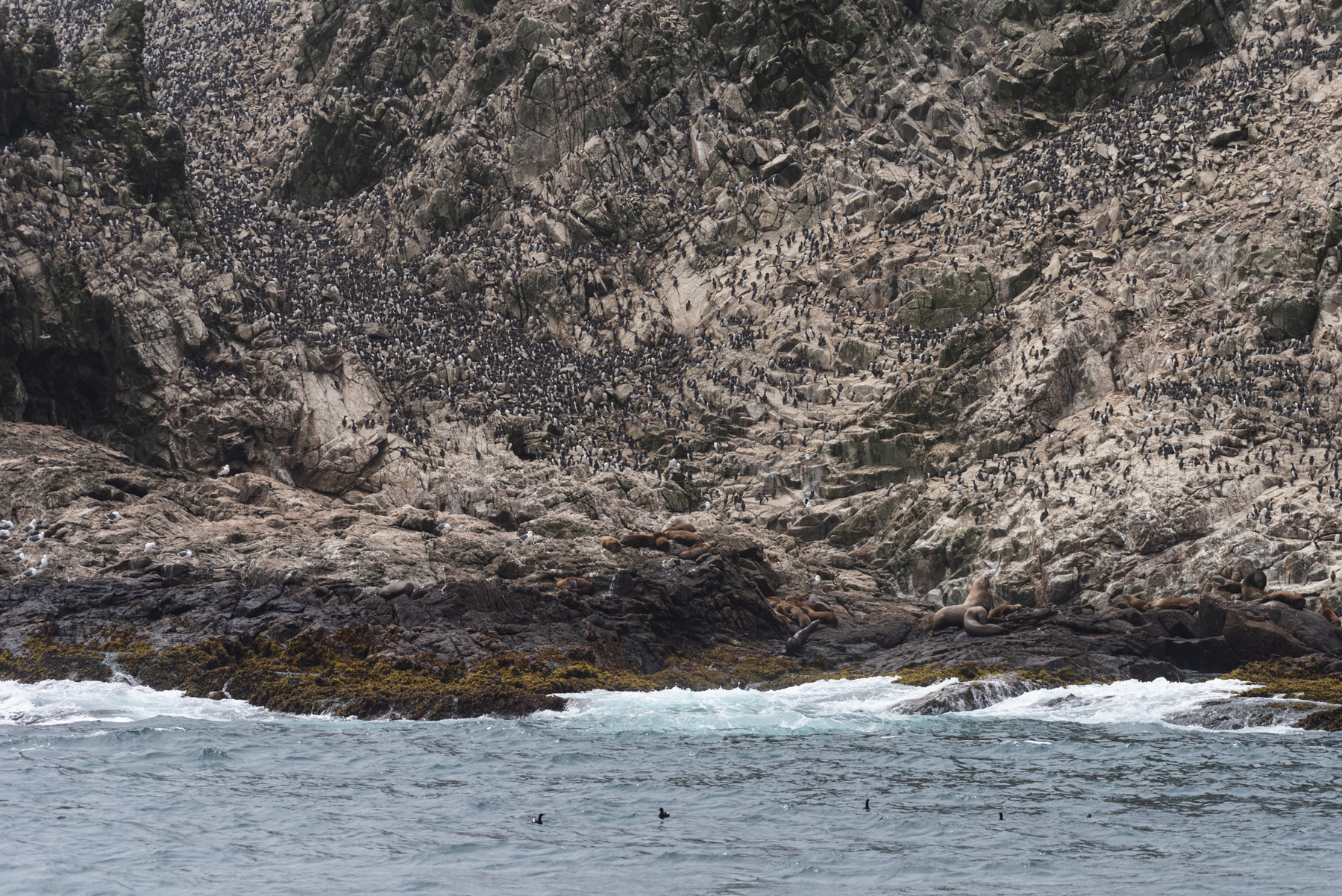 a color photo of thousands of birds sitting on the rocks of the farallon islands