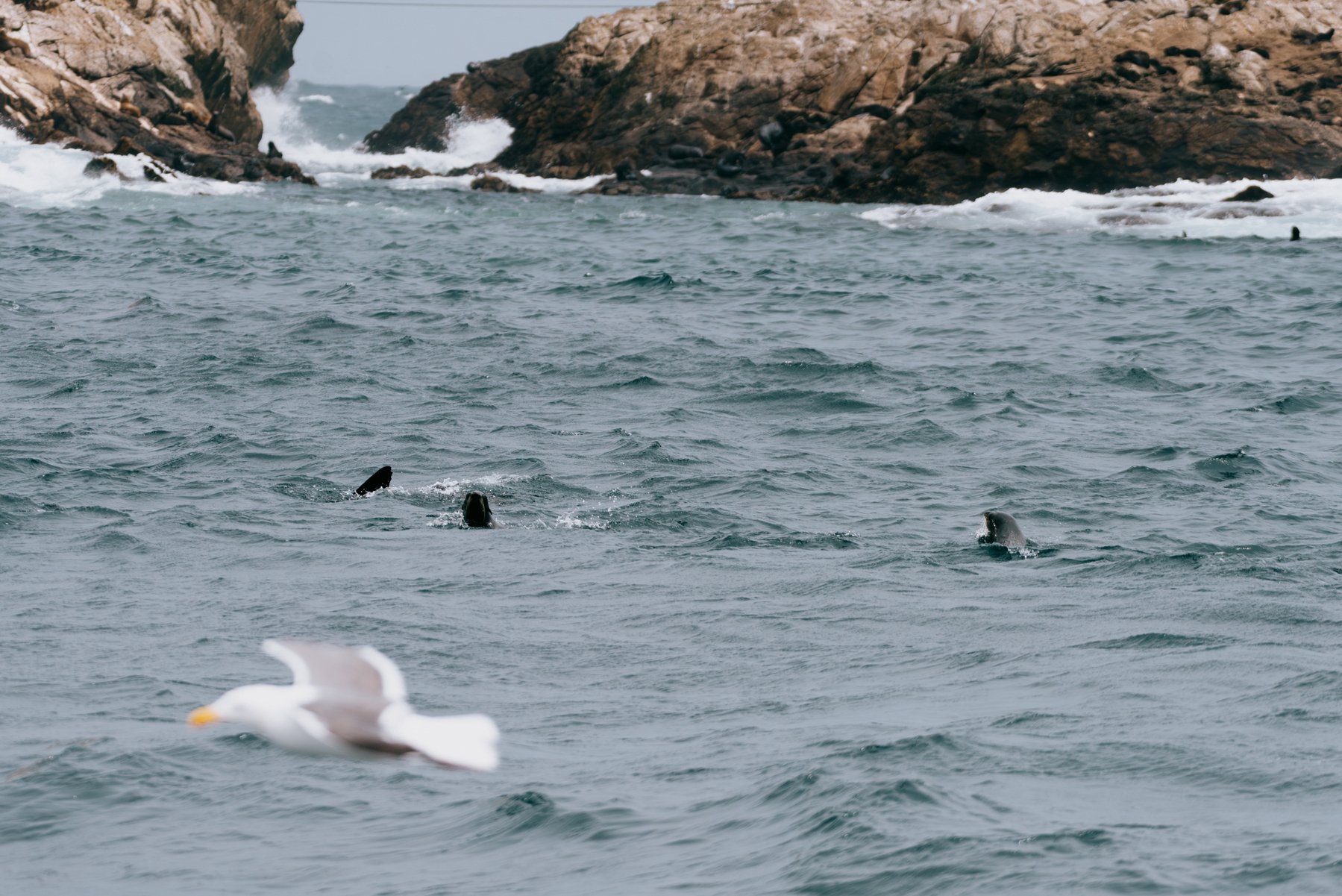 a color photo of sea lions and birds in the ocean