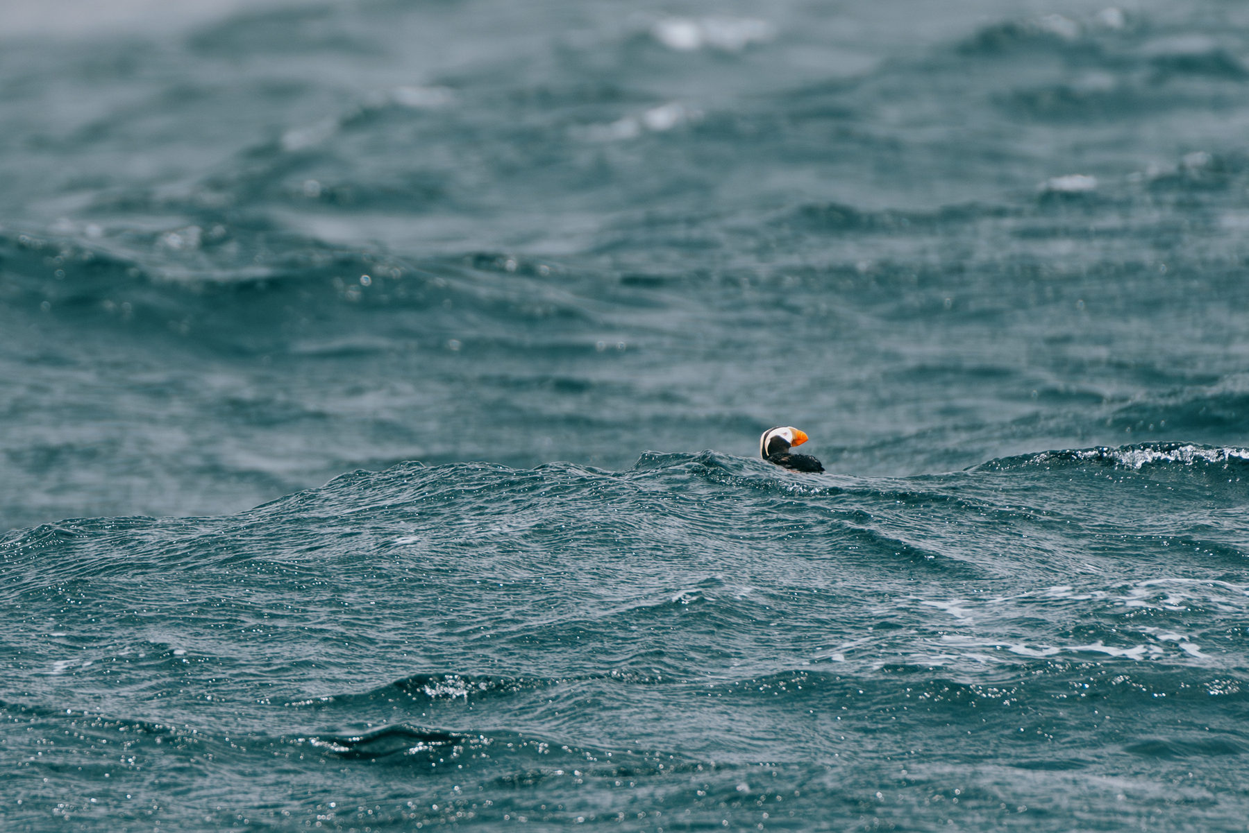 a color photo of a tufted puffin in the ocean