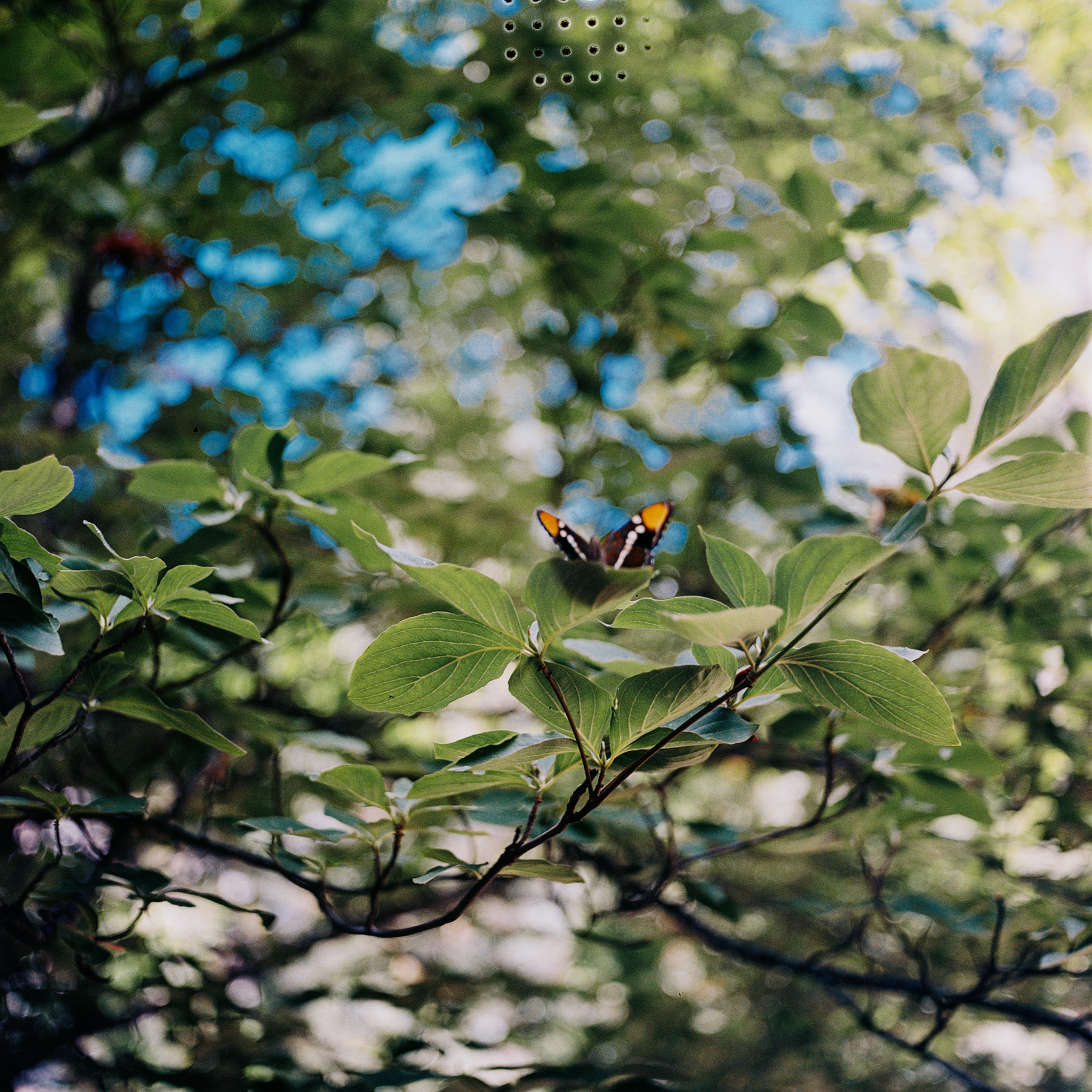 a scan of a color negative of a medium format photo. photo is a butterfly-like insect on a plant