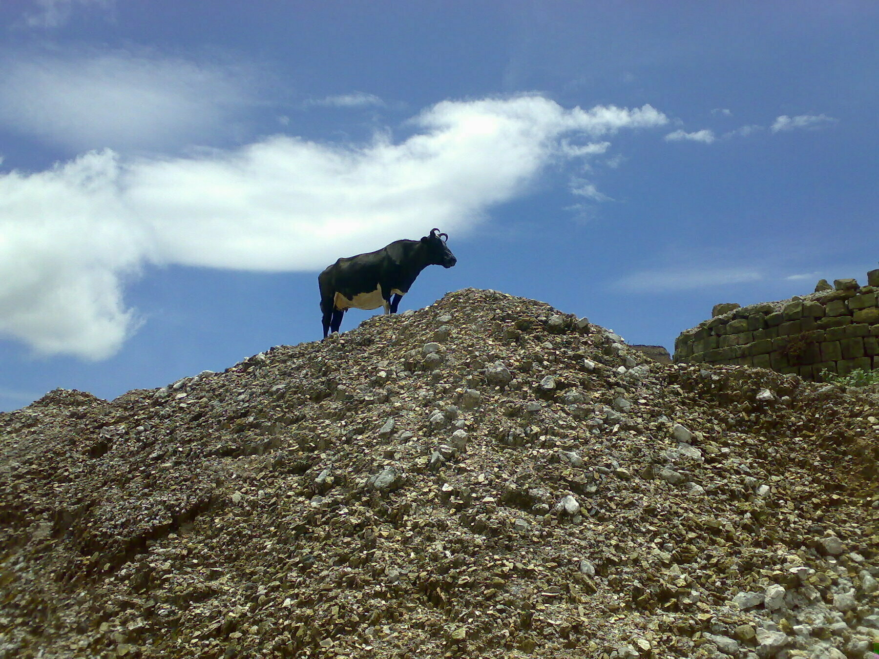 a color photo of a cow standing on a pile of limestone rocks. Blue skies in the background