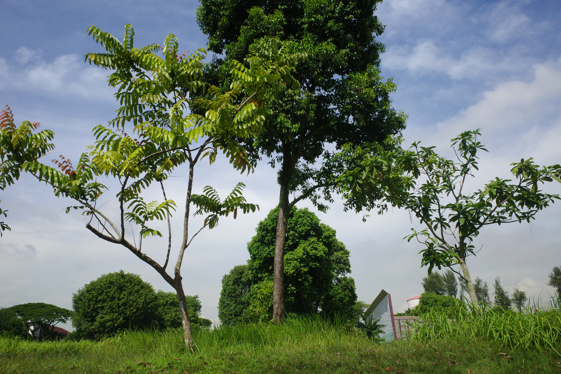 a color photograph of some green trees and blue skies in Singapore