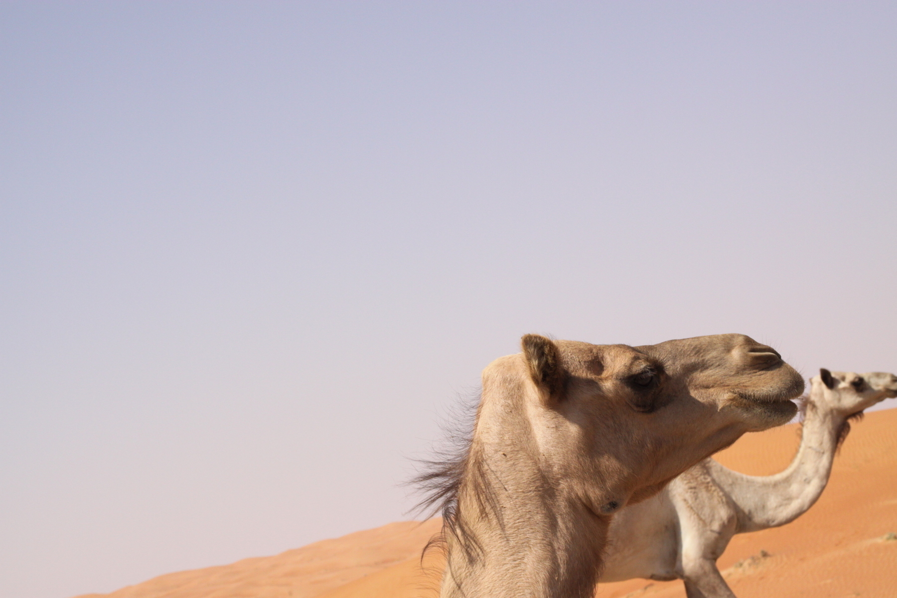 a digital photograph of a few camels in the desert