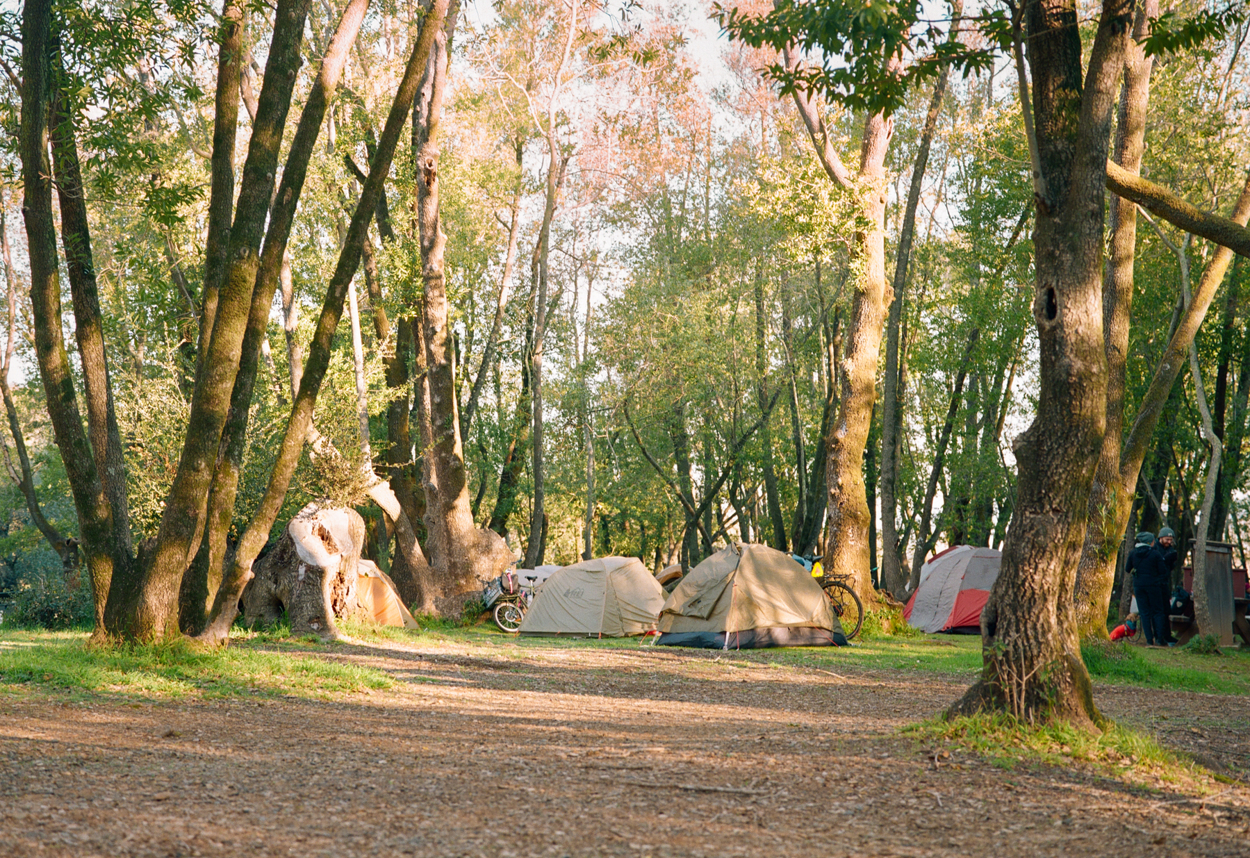 a scan of a medium format photograph of some tents and bicycles in the woods