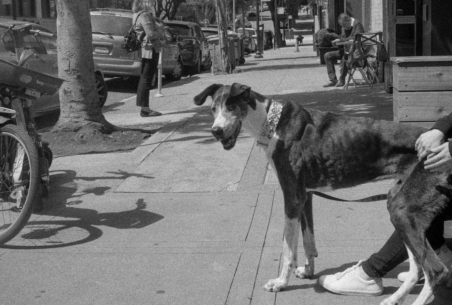 a scan of a black and white photo showing a large dog trying to sit on his owner at a street side cafe