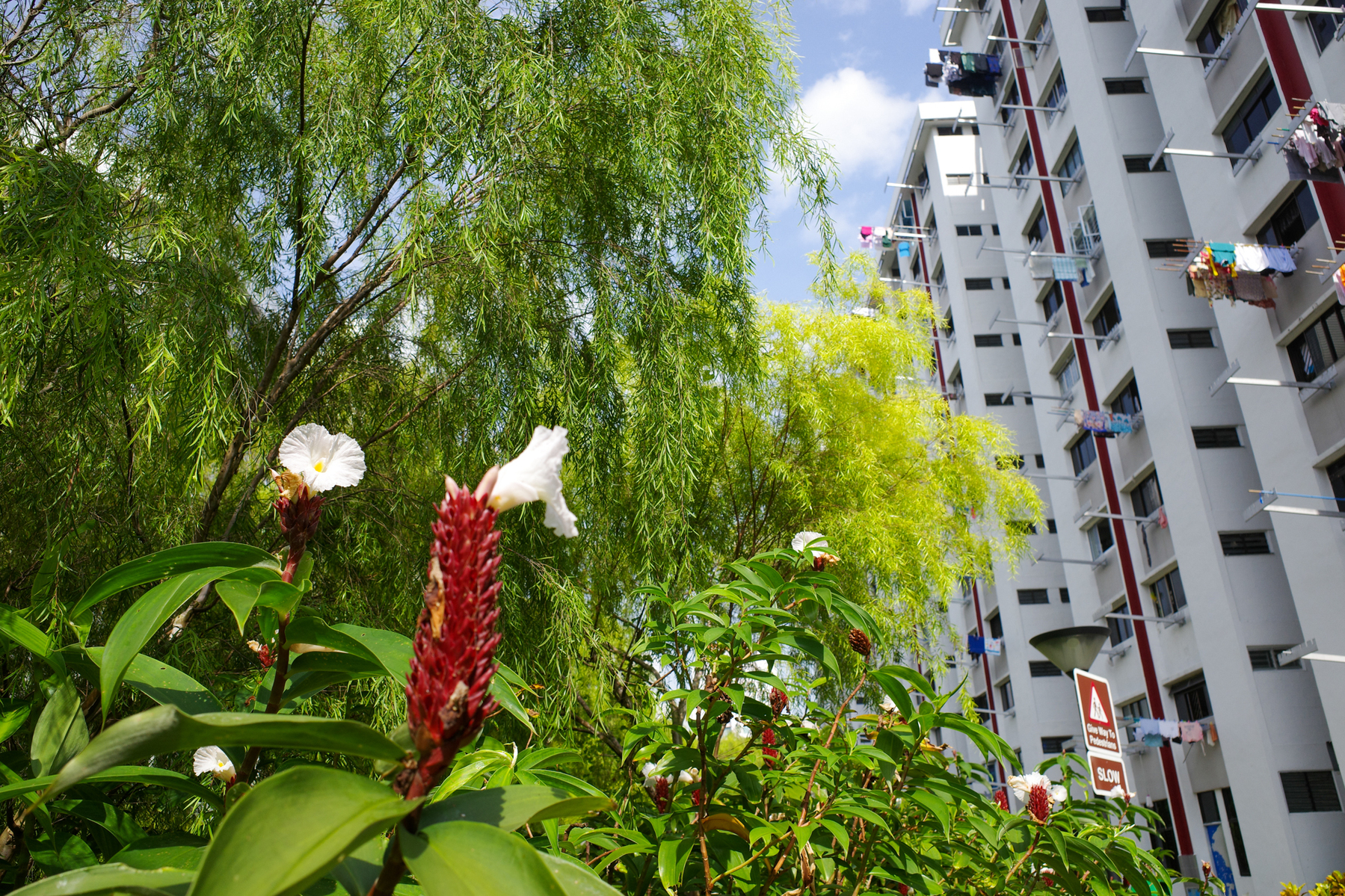 a color photograph of some tropical plants in the foreground and red and white colored apartments in the background