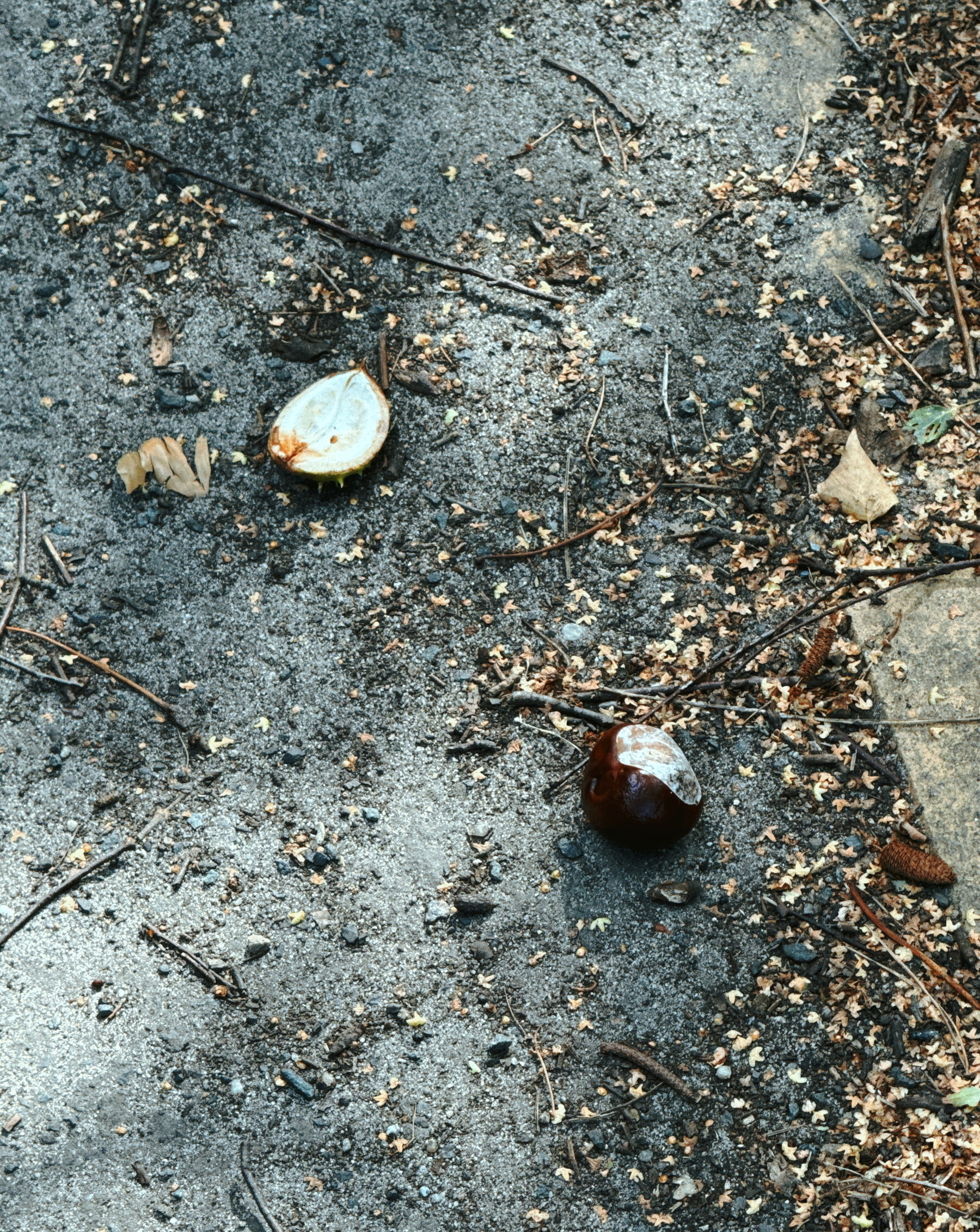 A couple of chestnuts lie on a textured ground amidst scattered twigs and leaves.