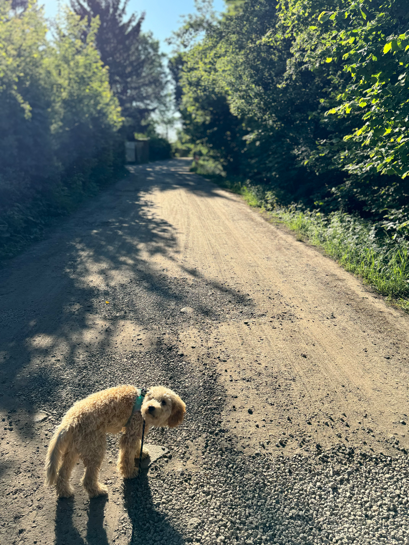 Mein Hund Milo steht auf dem Weg und blickt nach hinten. Der Weg ist sandig. Im Hintergrund sieht man grüne Bäume. Es wirkt sehr ländlich.