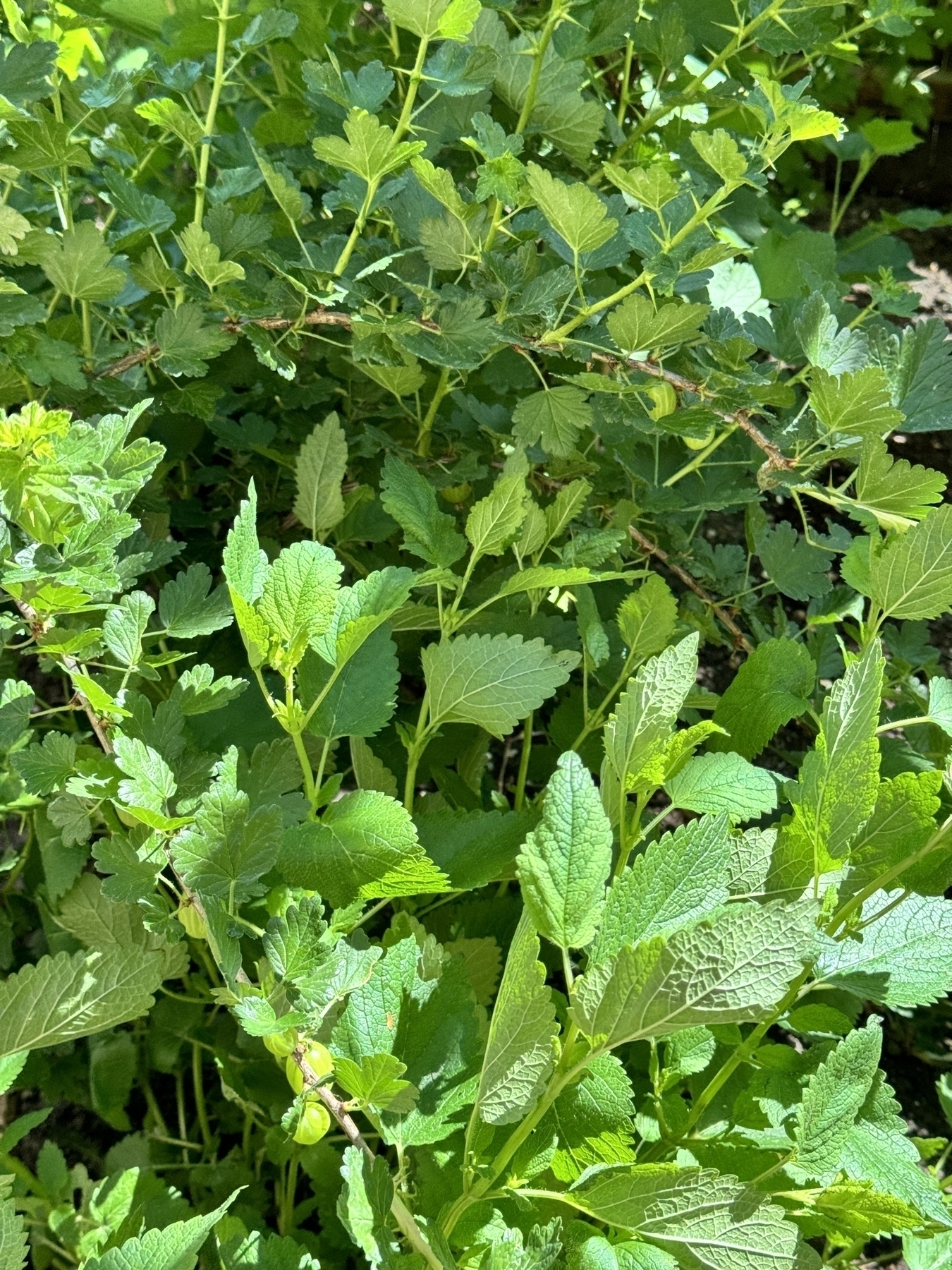 ein Foto von noch grünen, wachsenden Stachelbeeren ￼