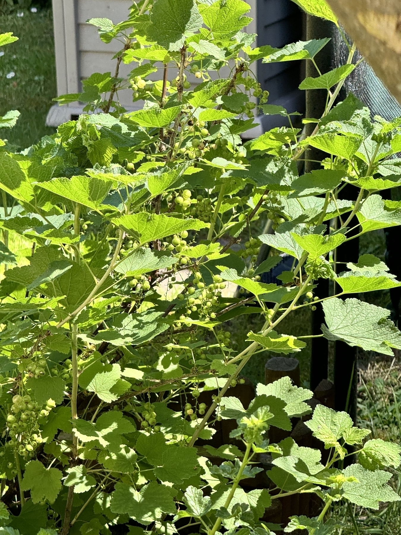 ein Foto von noch grünen, wachsenden Johannisbeeren ￼