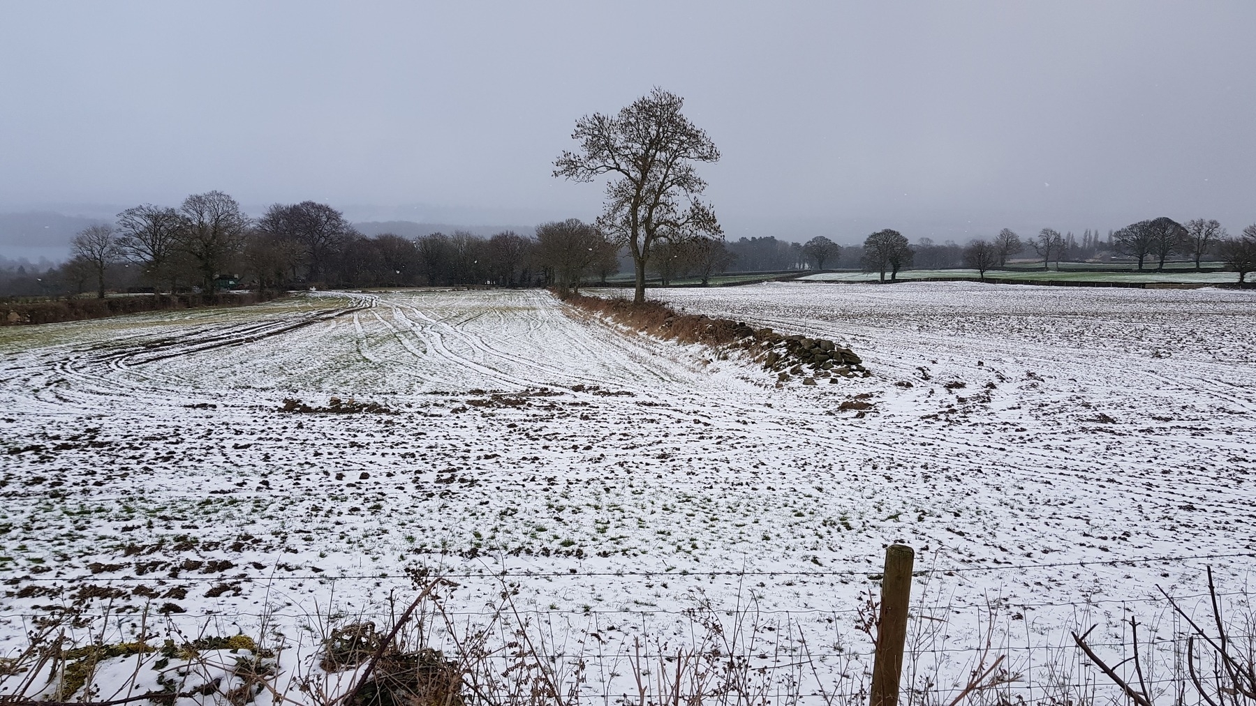 A tree in an otherwise empty field, with a light covering of snow on the ground.