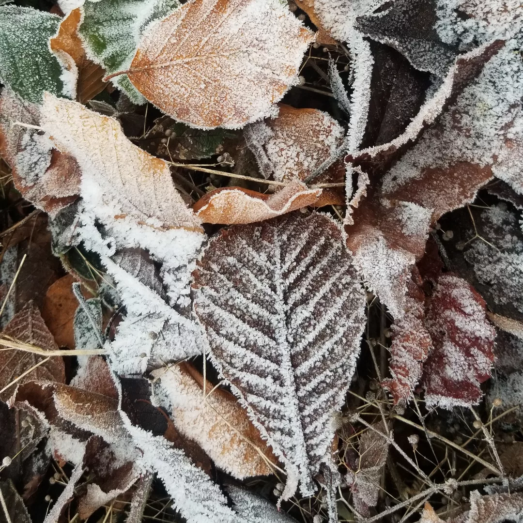 Close up of frosted brown leaves lying on the ground