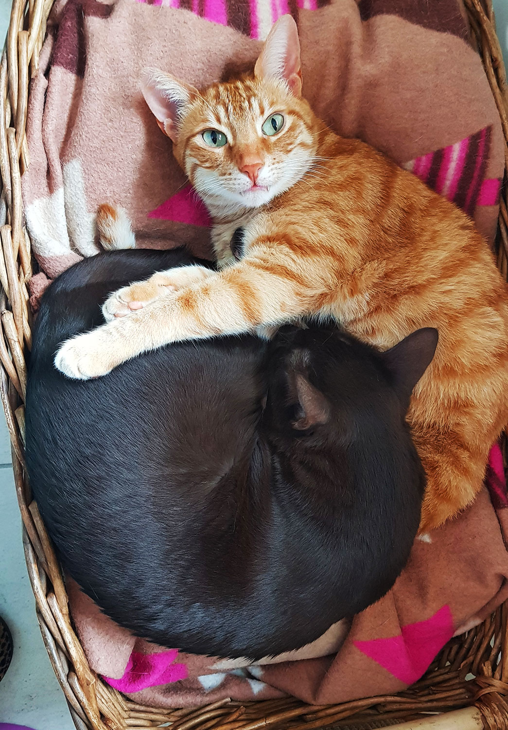 A ginger cat making eye contact with the camera, lying in a blanket-filled basket, embracing a dark brown cat who is curled up asleep.